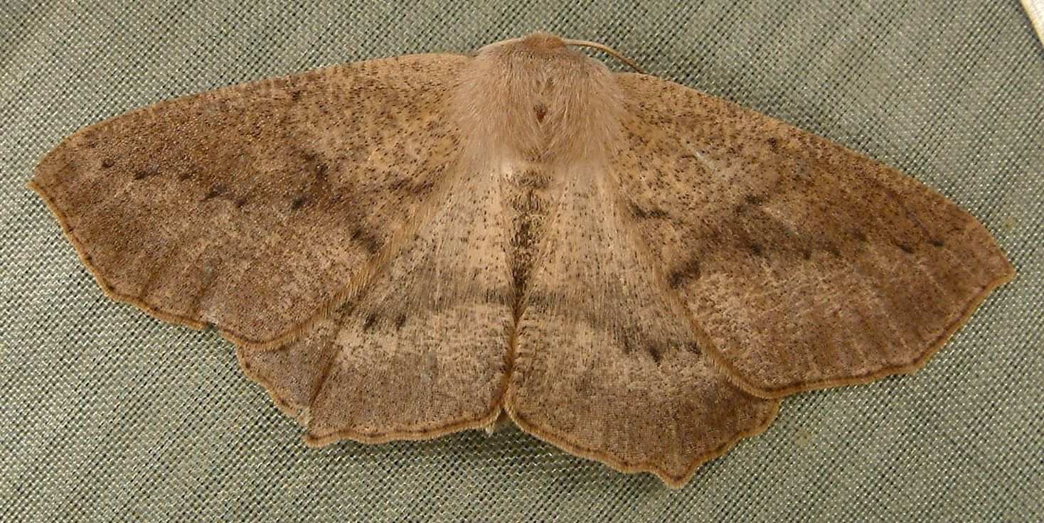 Sabulodes caberata