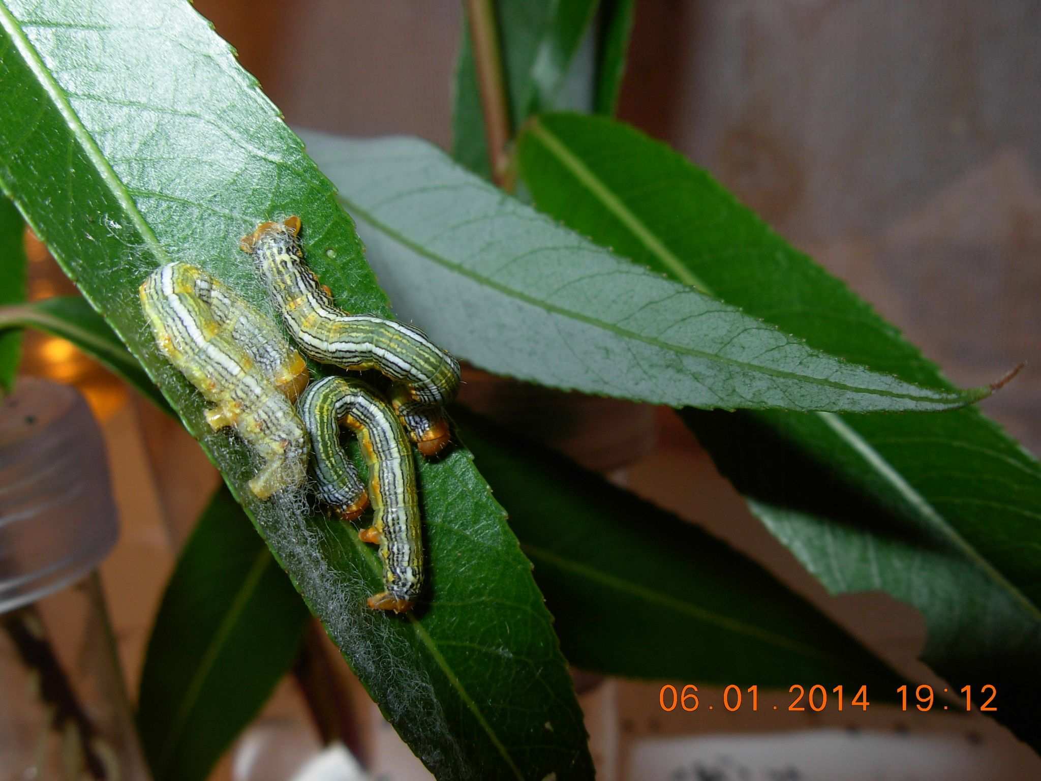 Sabulodes caberata