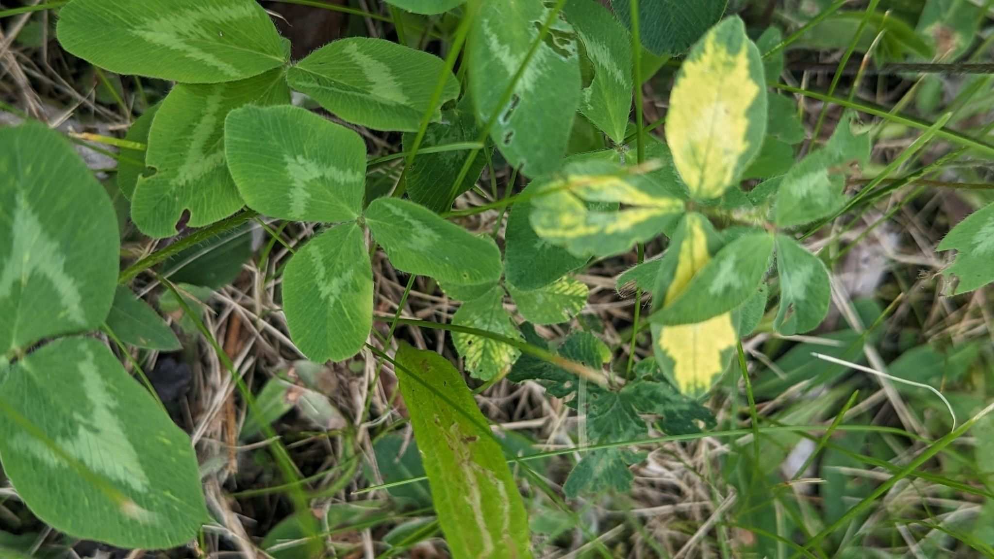 Red clover vein mosaic virus