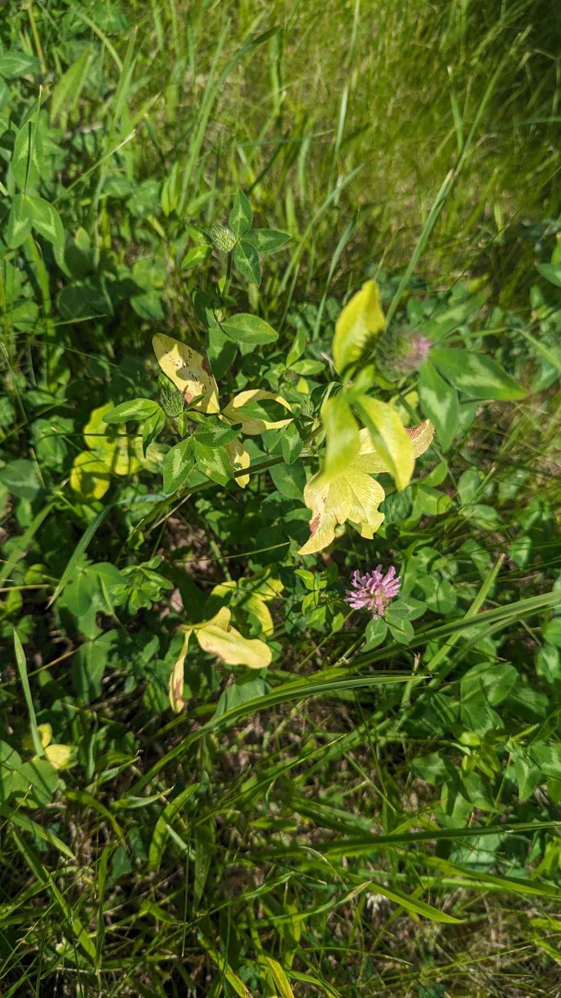 Red clover vein mosaic virus