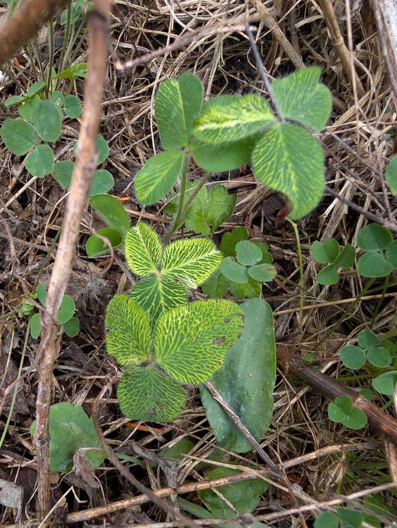 Red clover vein mosaic virus