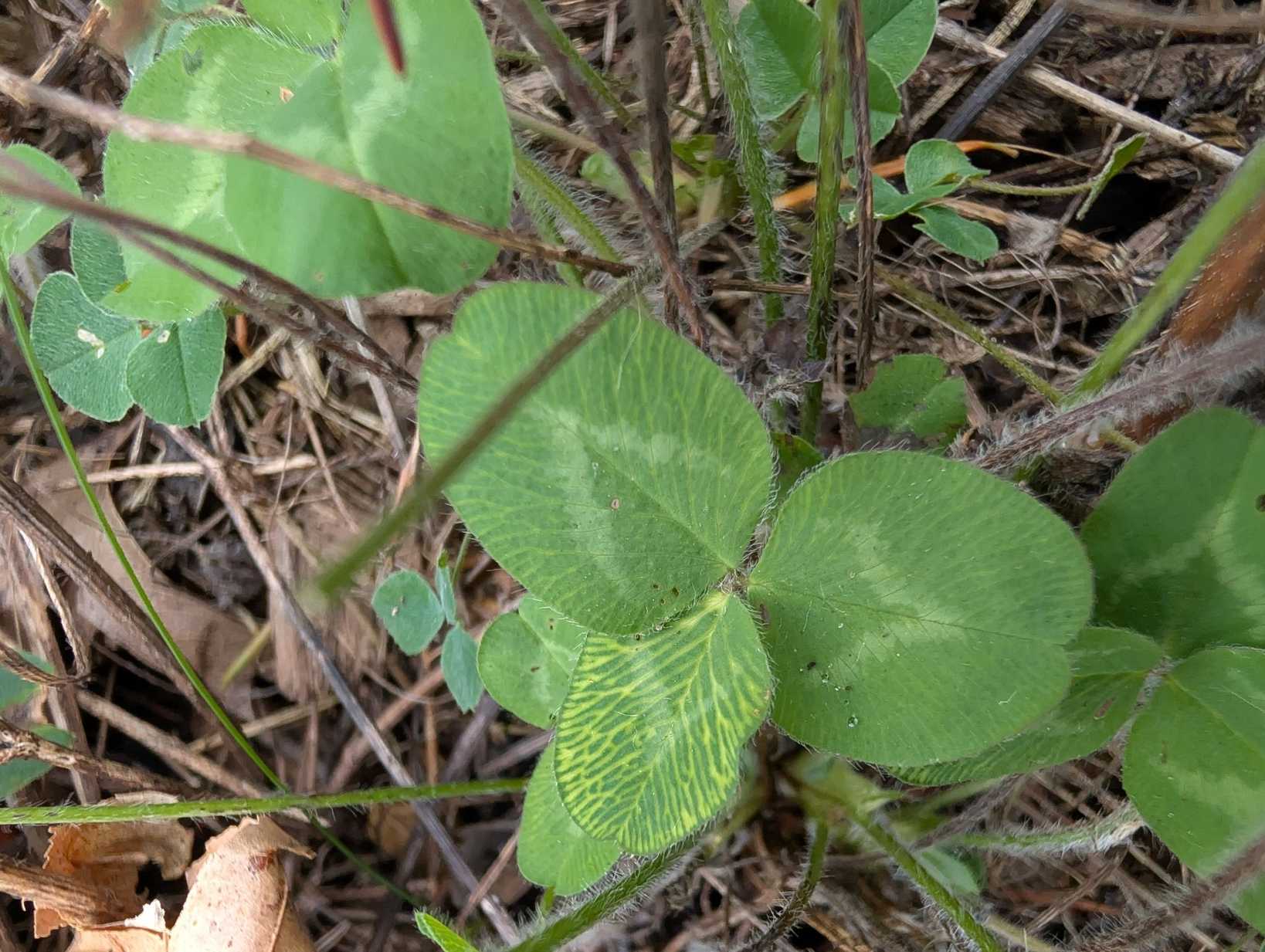 Red clover vein mosaic virus