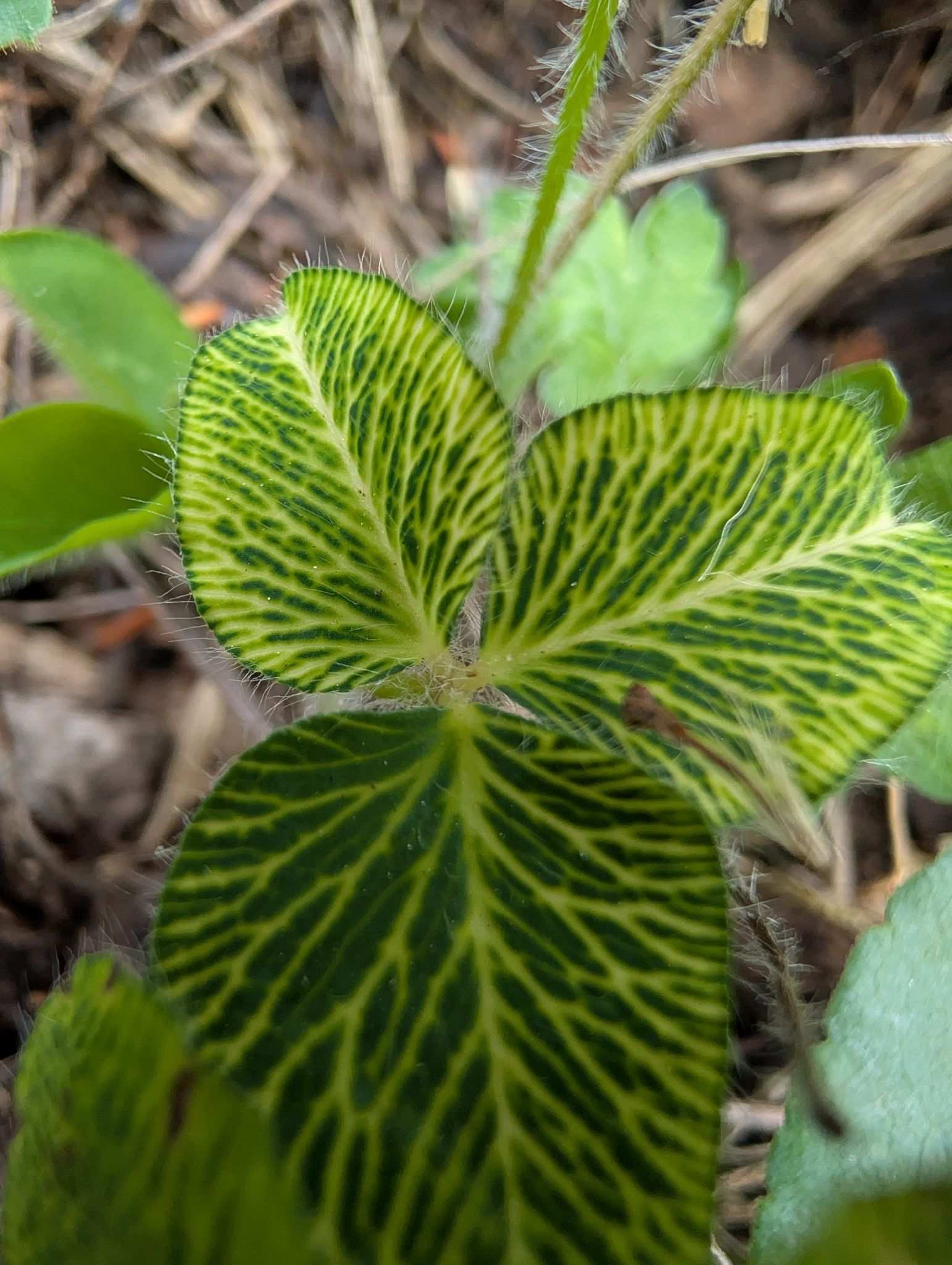 Red clover vein mosaic virus