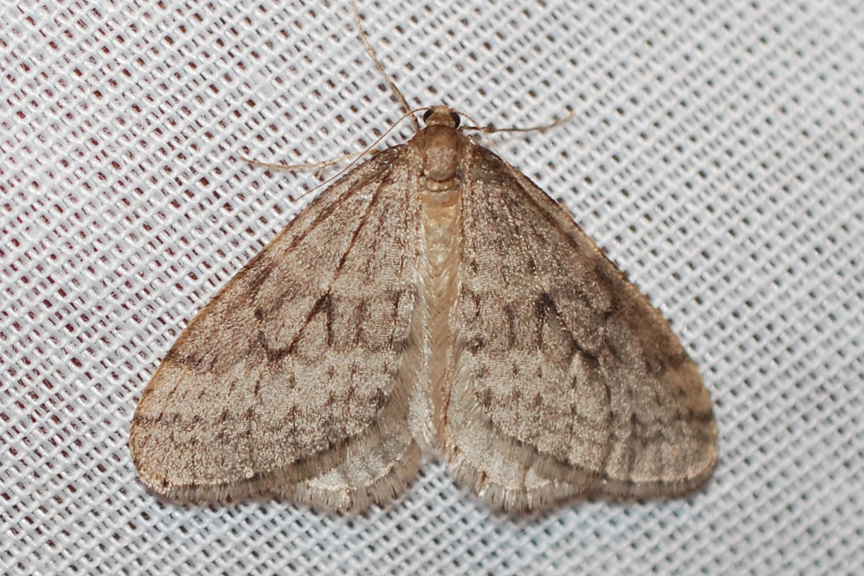 Operophtera bruceata