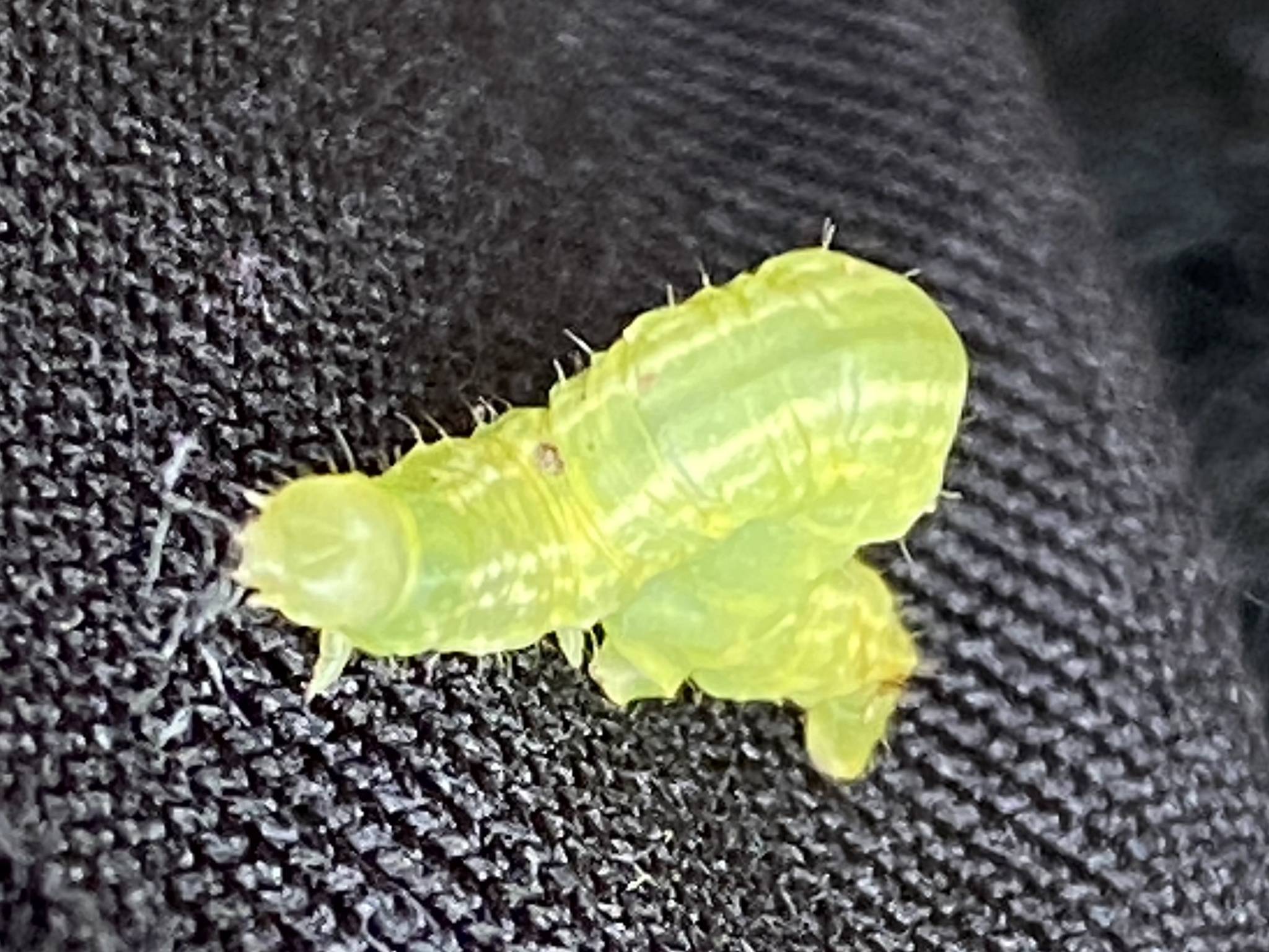 Operophtera bruceata