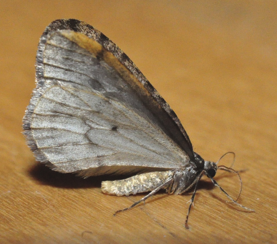 Operophtera bruceata