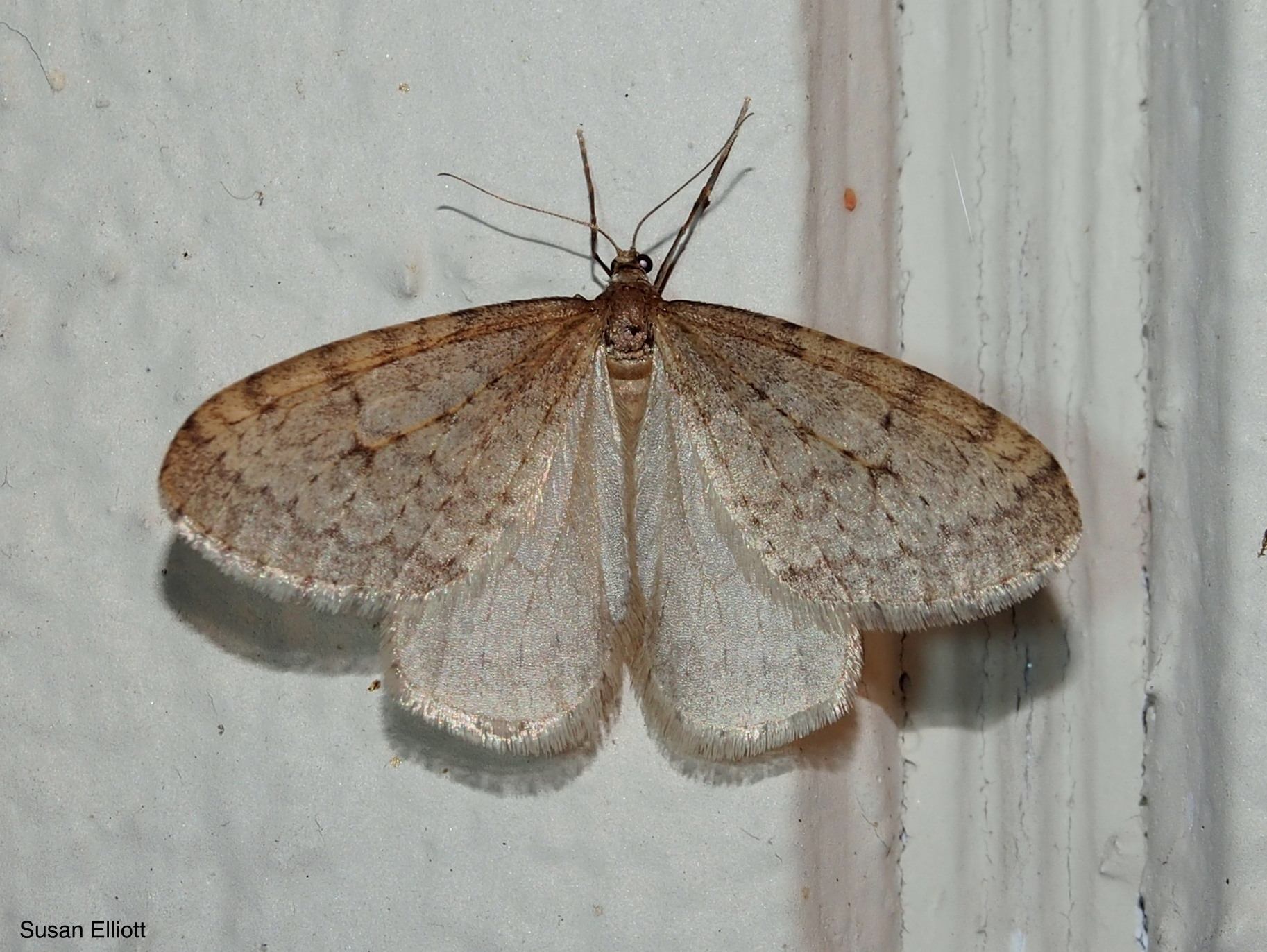 Operophtera bruceata