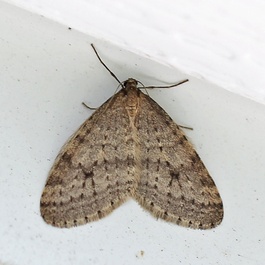 Operophtera bruceata