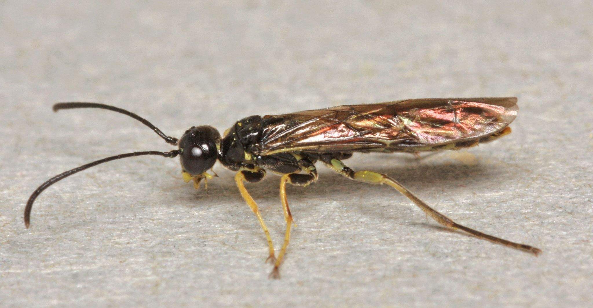 Cephus pygmeus
