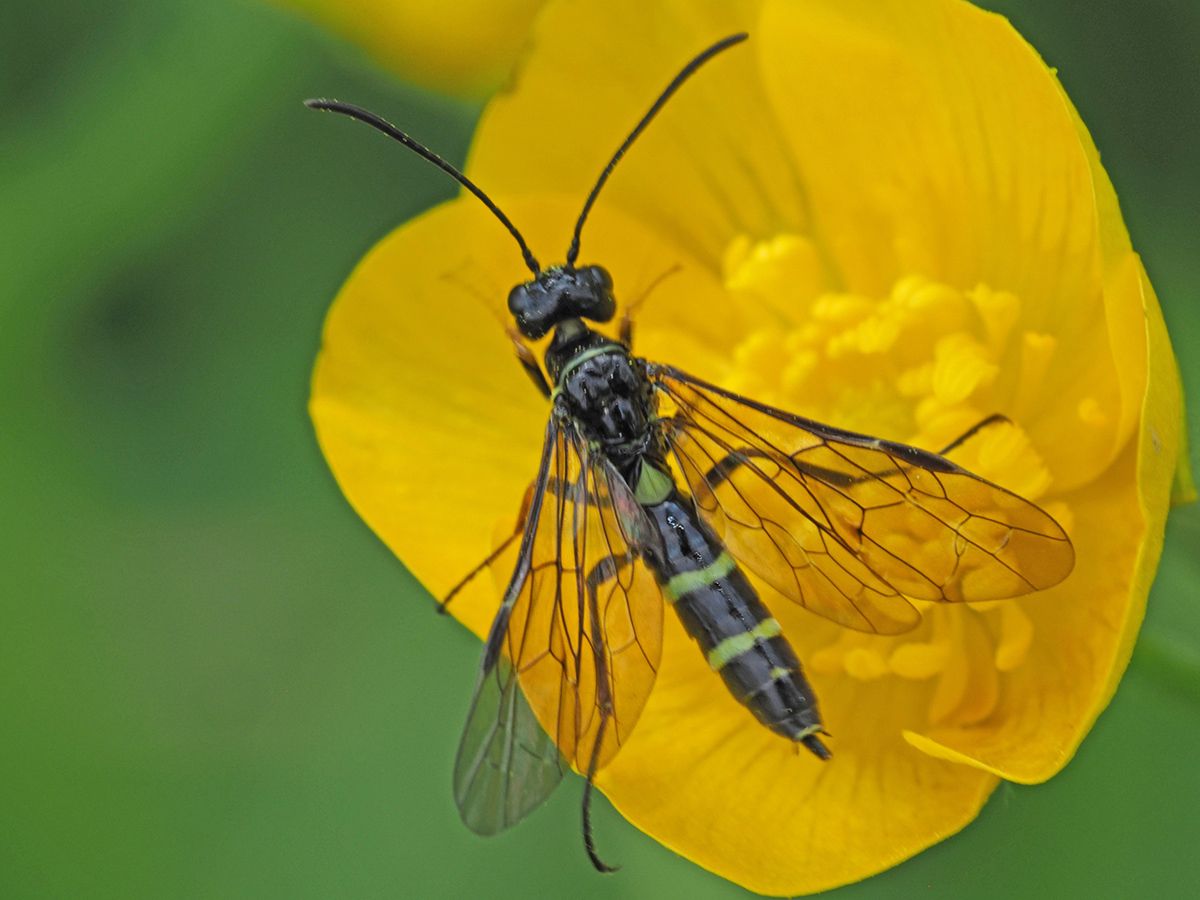 Cephus pygmeus
