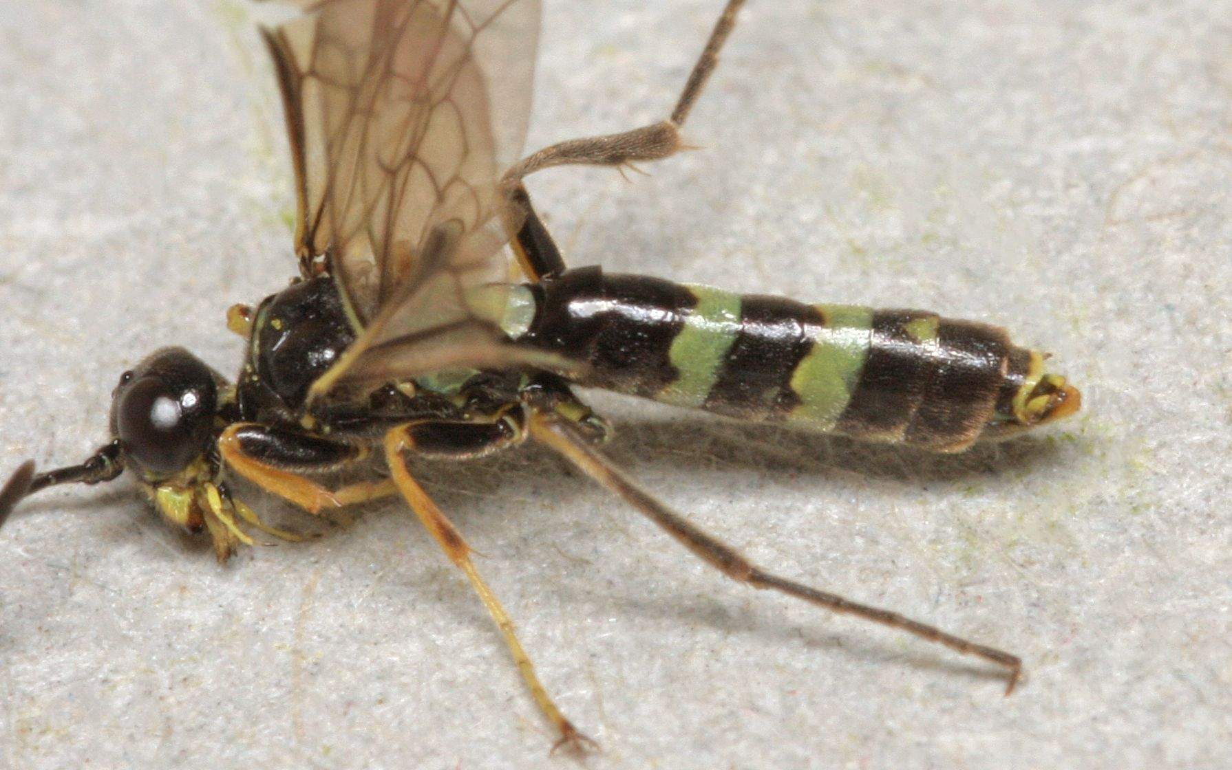Cephus pygmeus