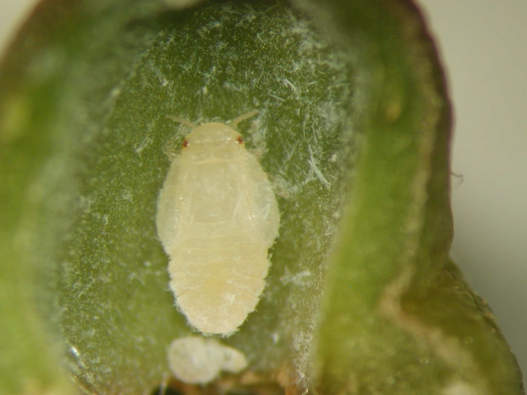 Trioza anceps