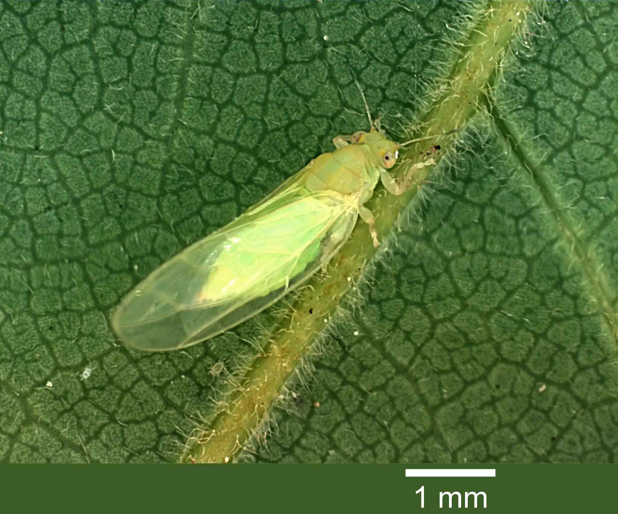 Trioza anceps