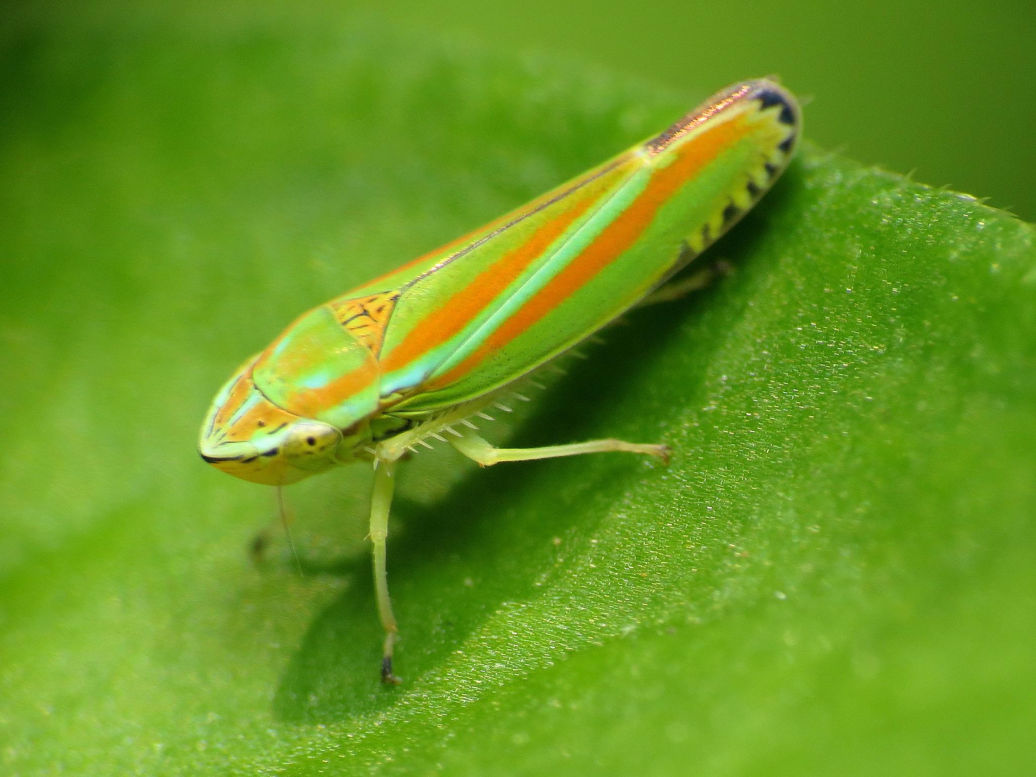 Graphocephala versuta