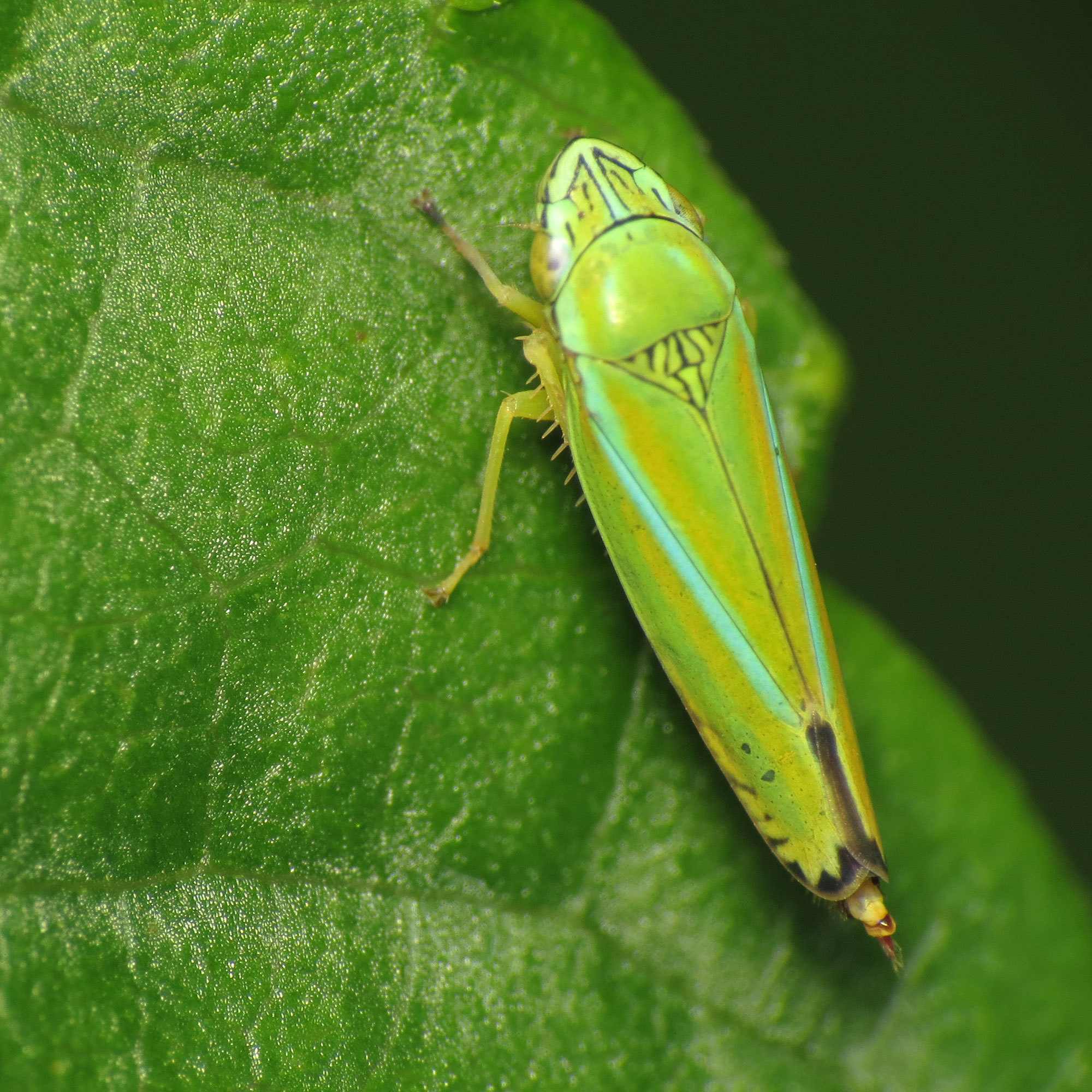 Graphocephala versuta