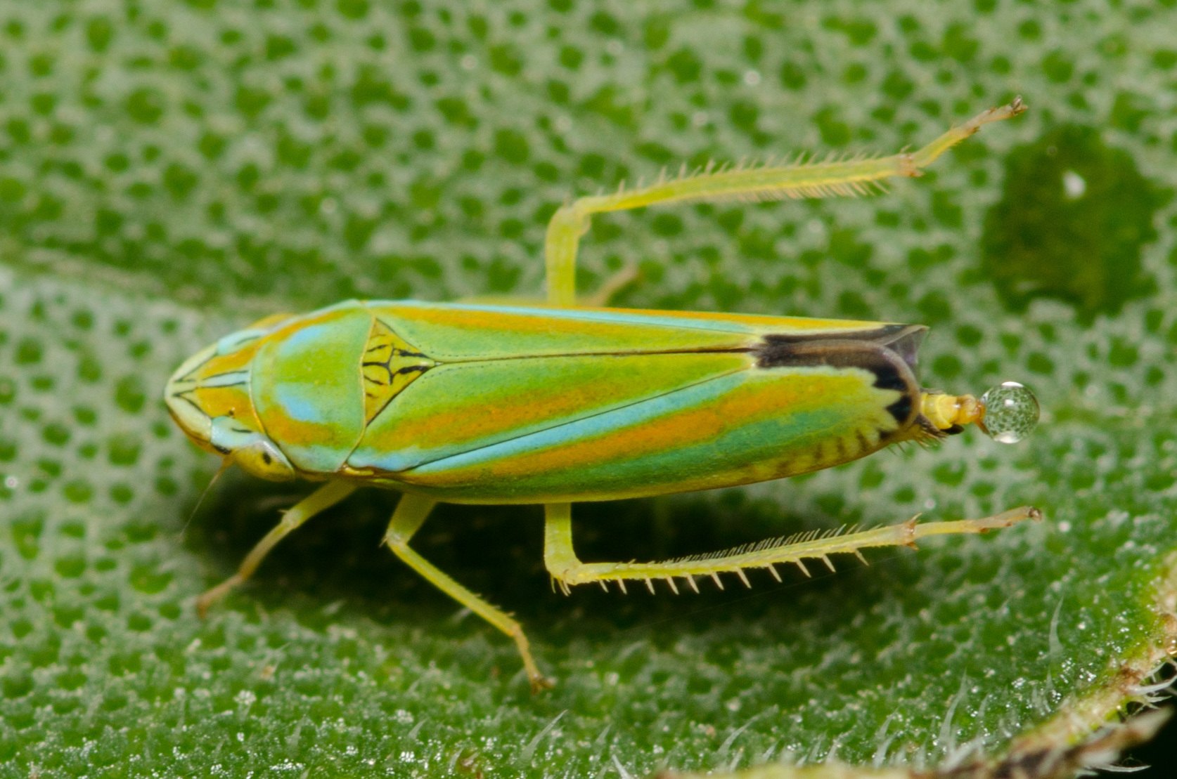 Graphocephala versuta