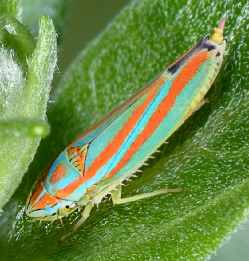 Graphocephala versuta