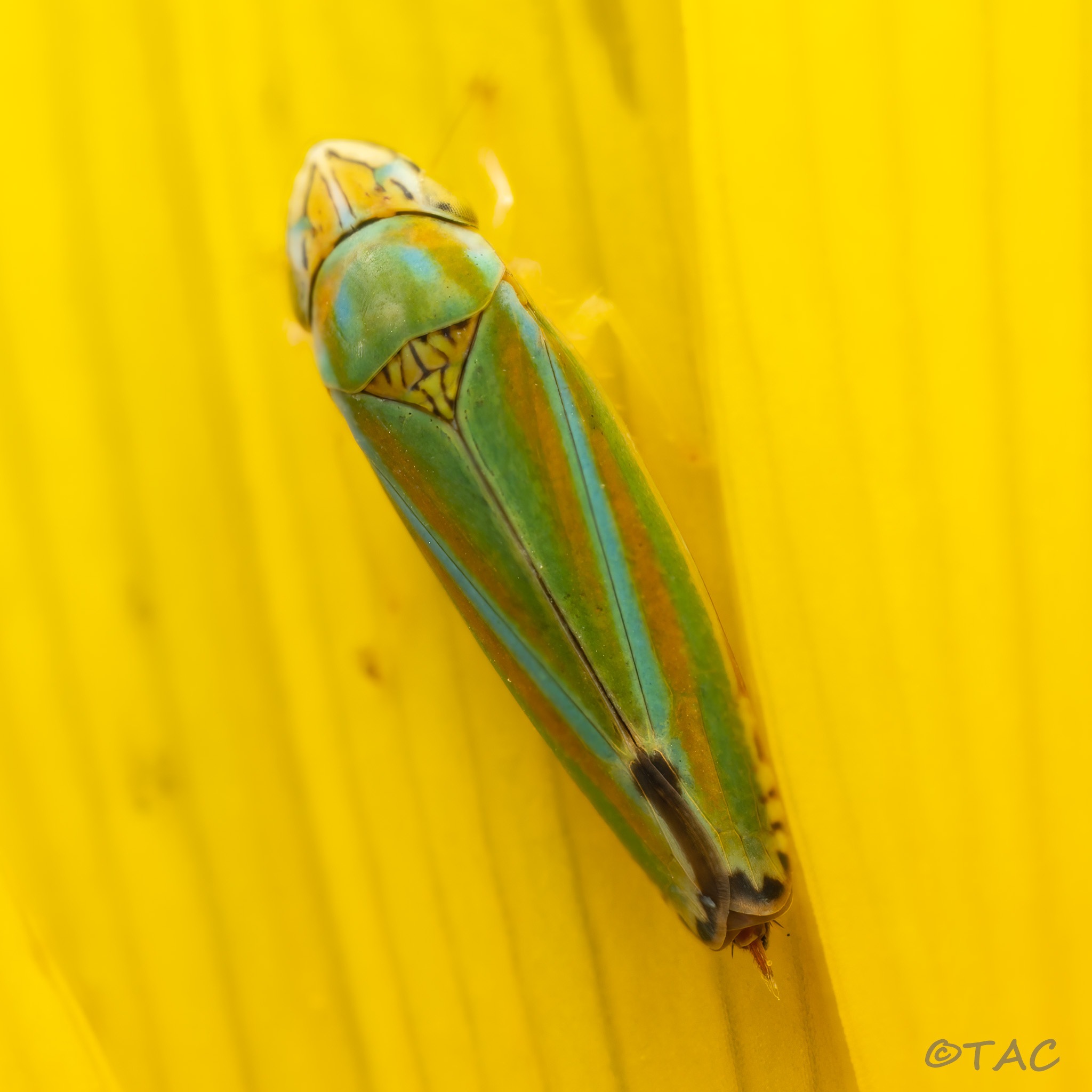 Graphocephala versuta