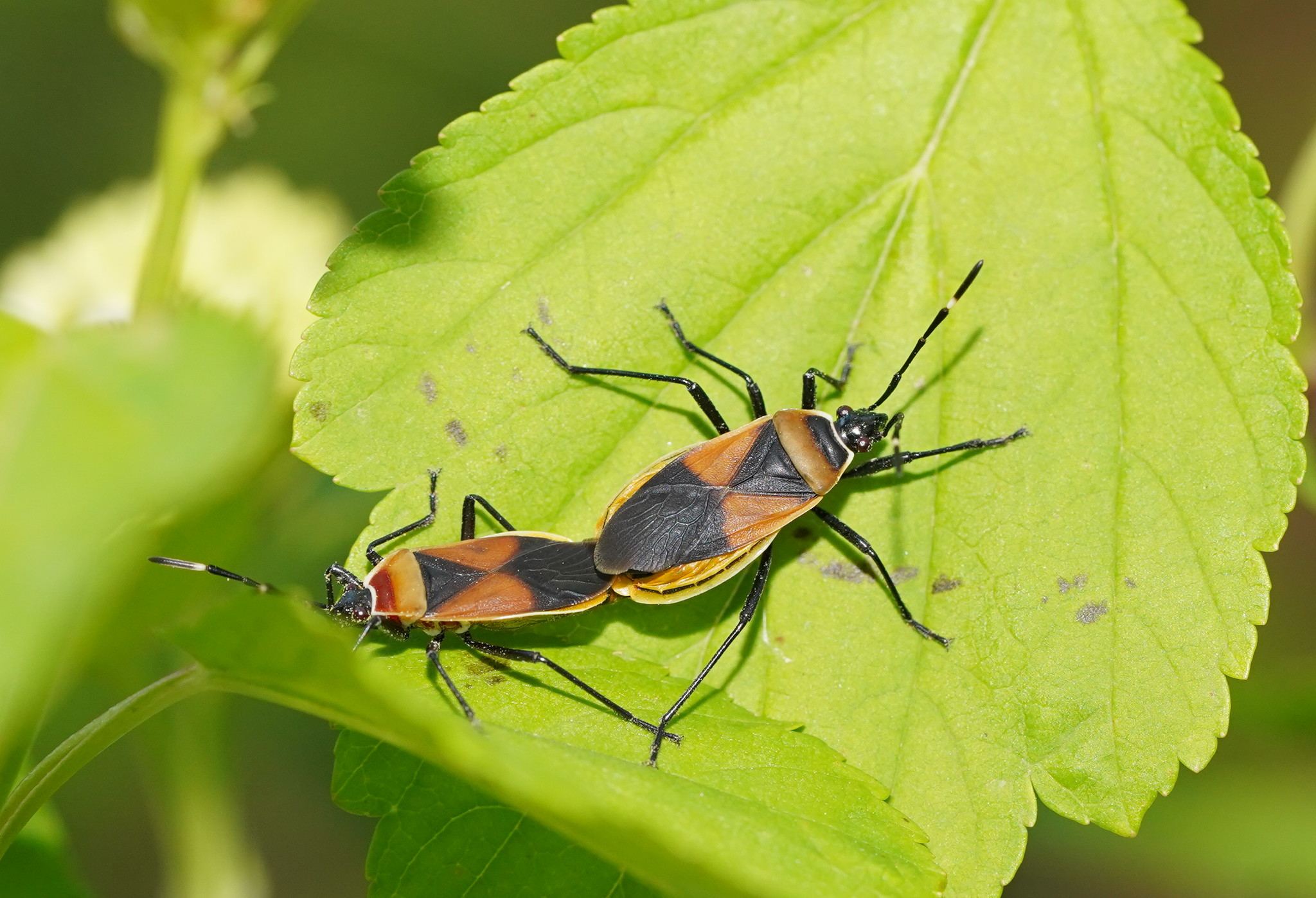 Dindymus versicolor