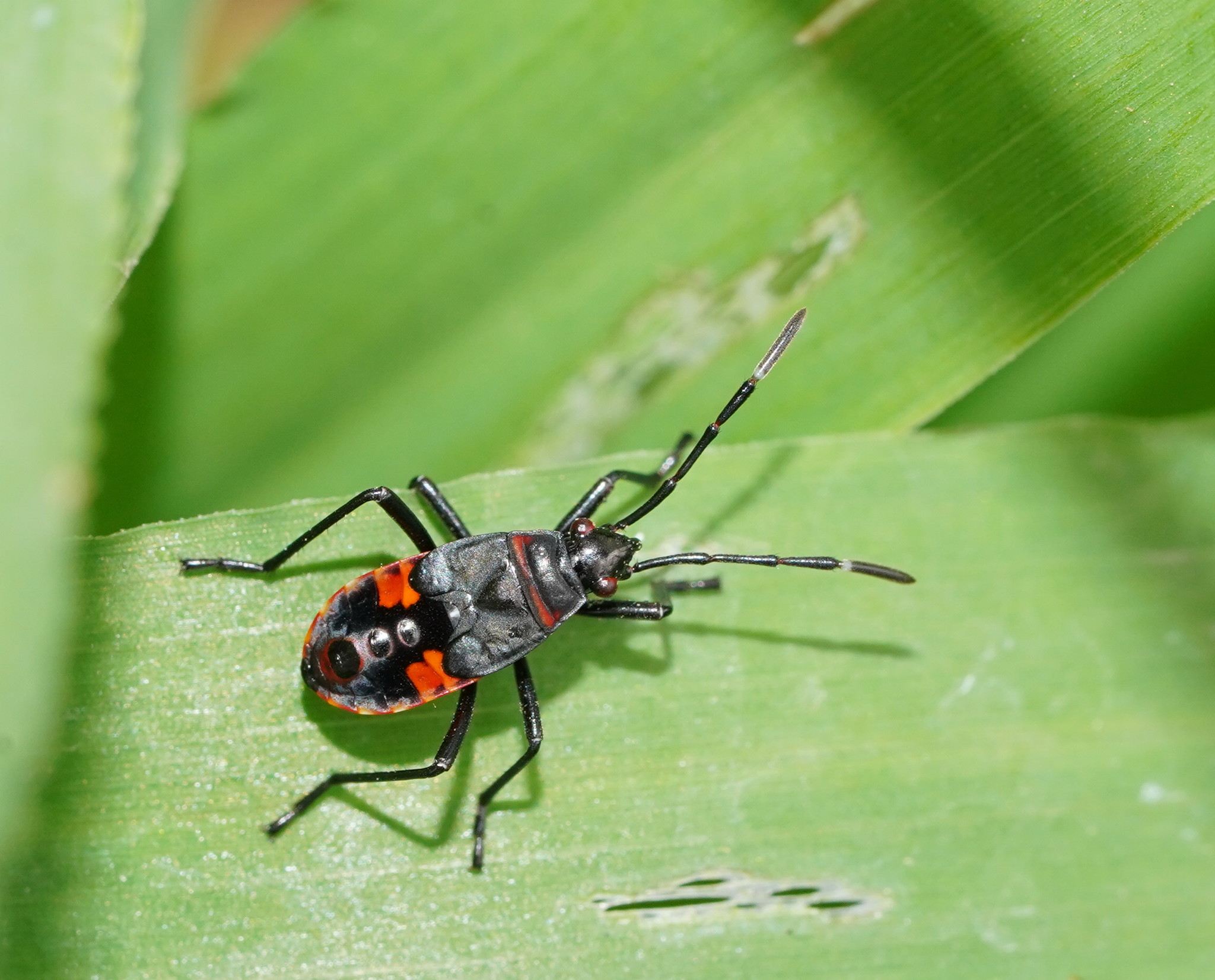 Dindymus versicolor