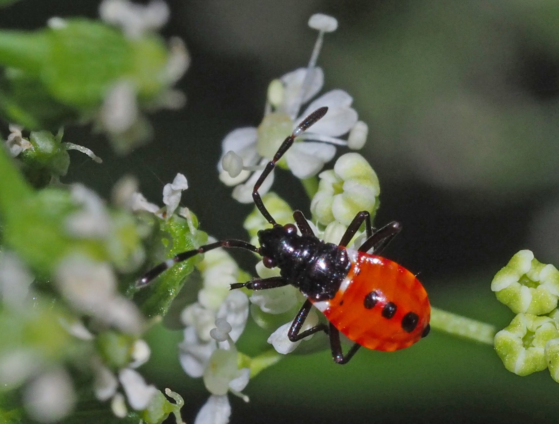 Dindymus versicolor