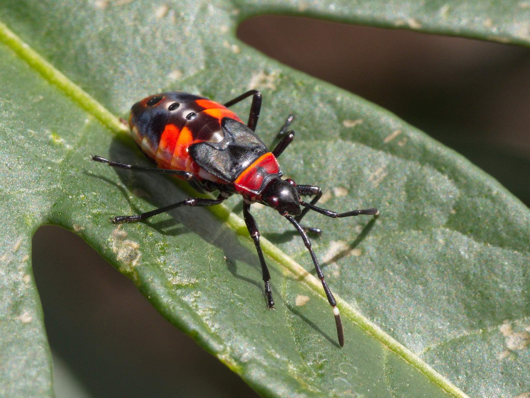 Dindymus versicolor