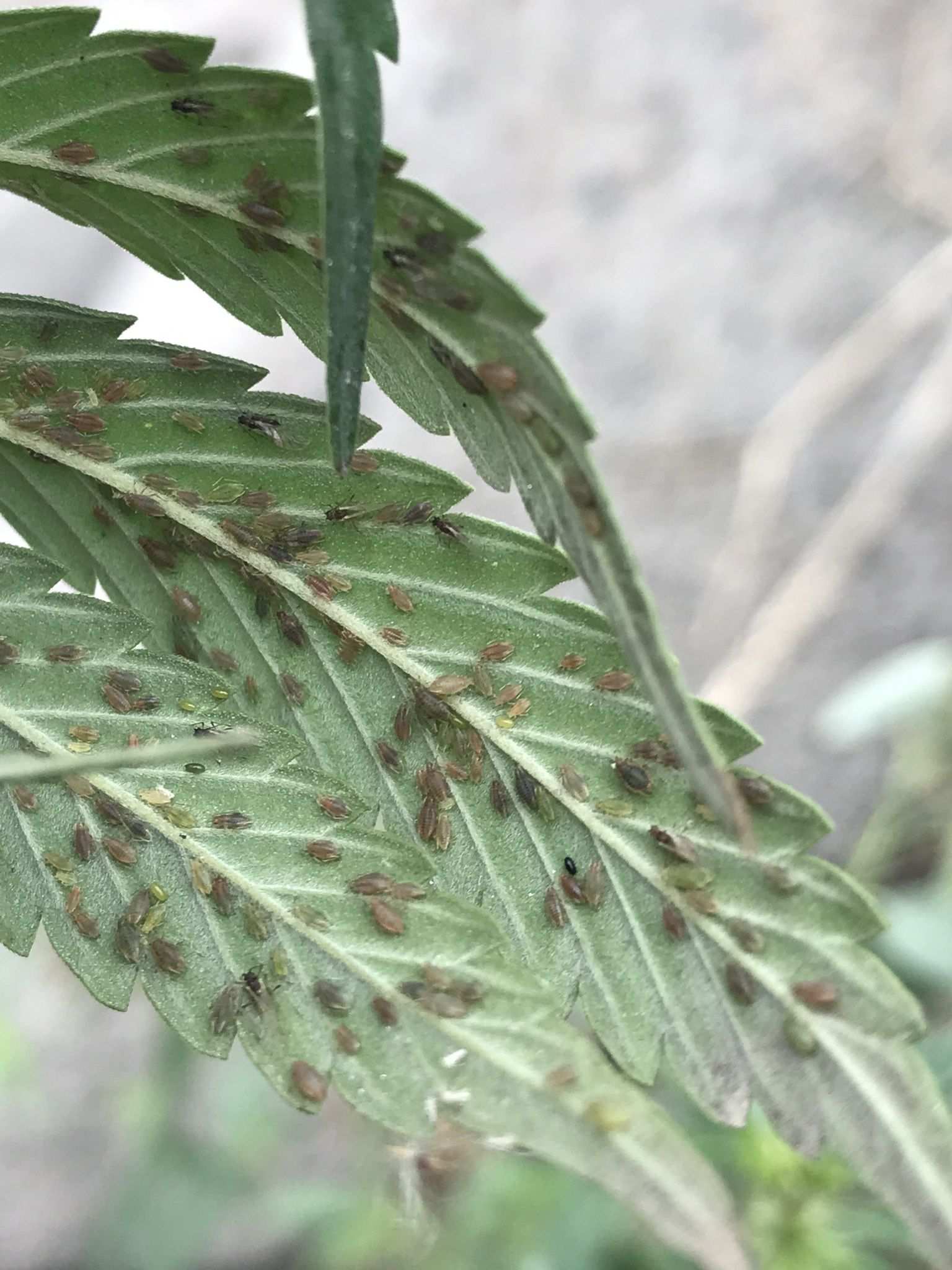 Phorodon cannabis