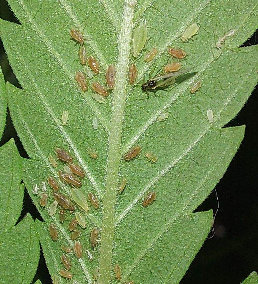 Phorodon cannabis