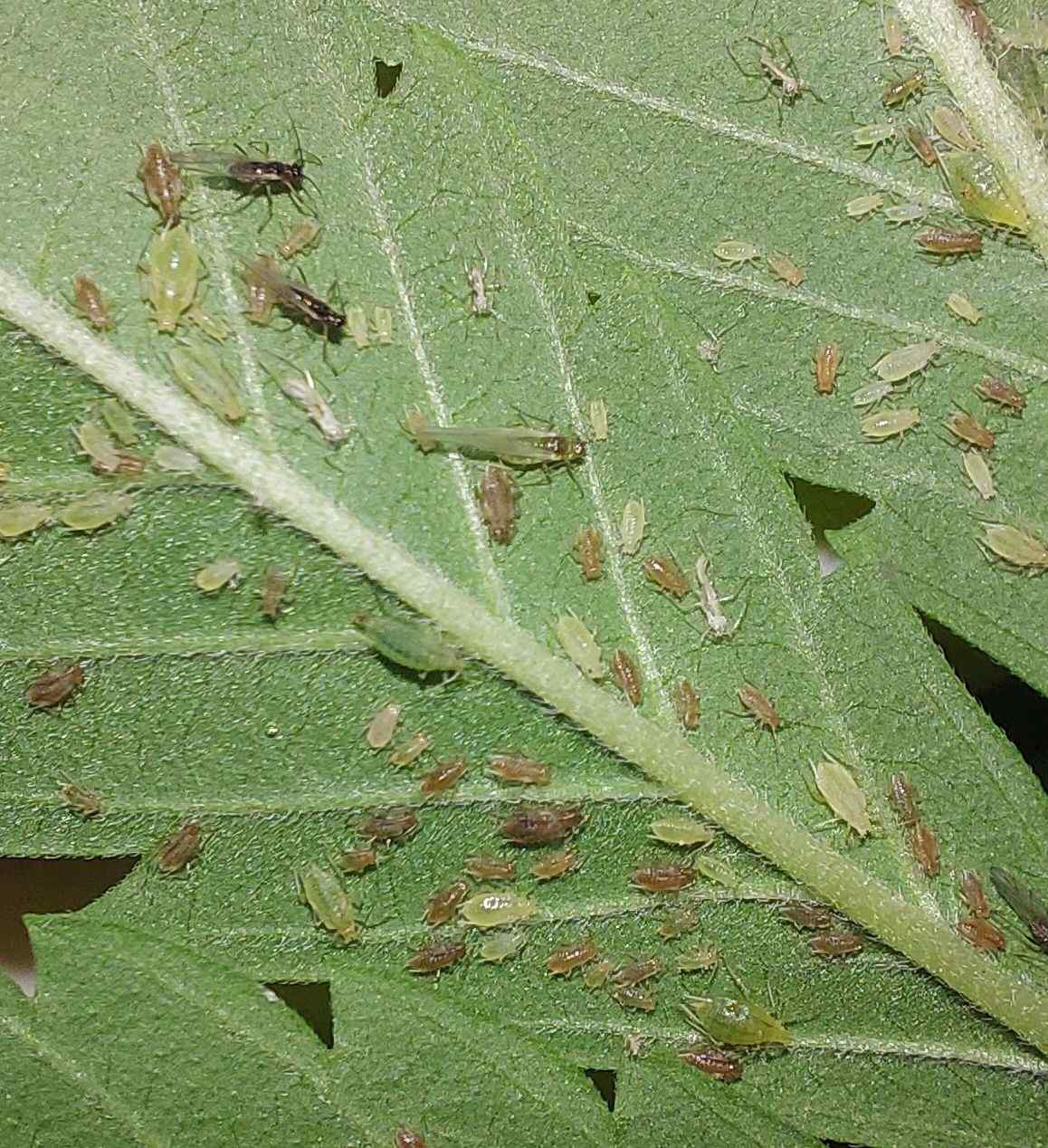 Phorodon cannabis