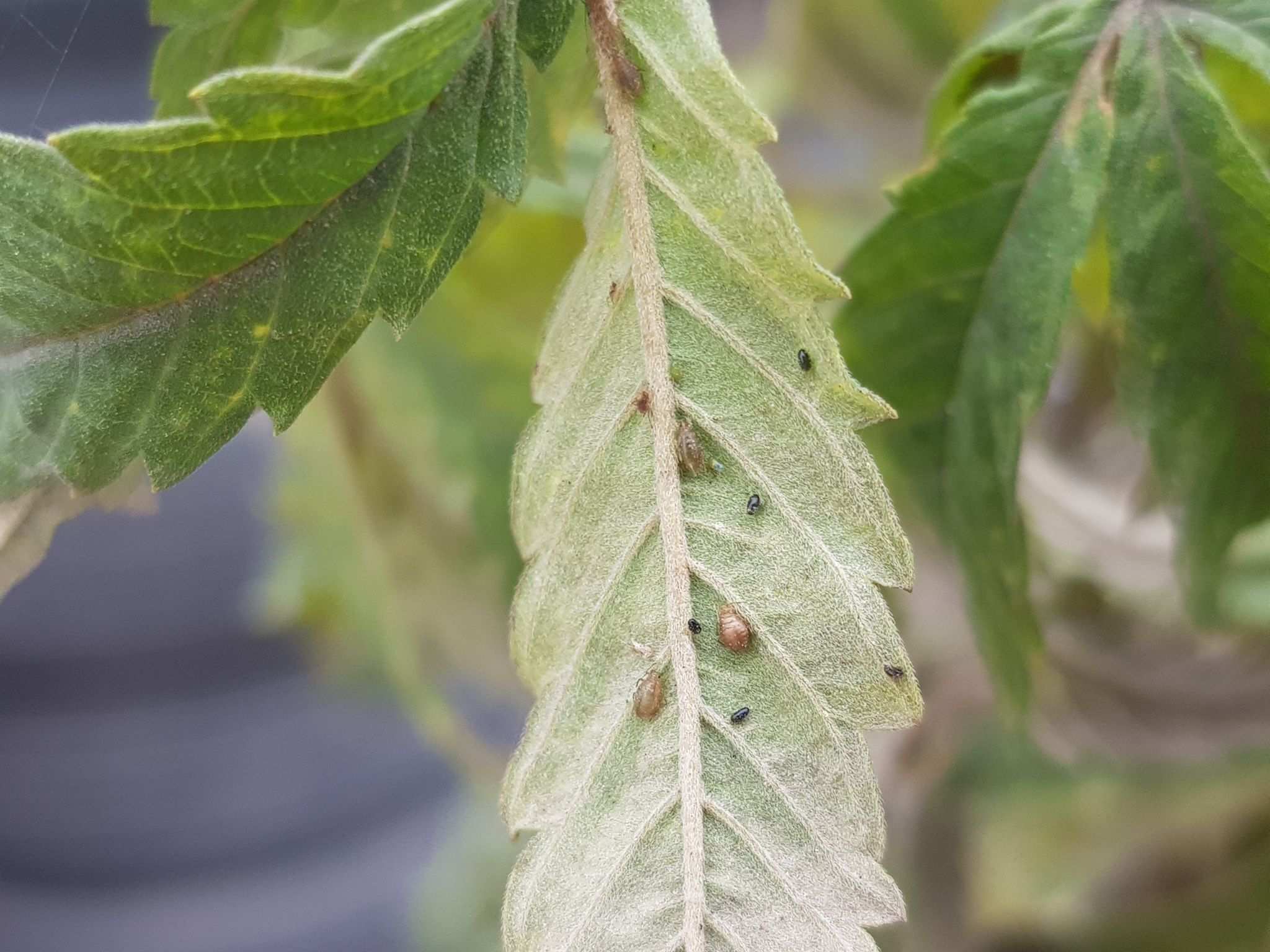 Phorodon cannabis