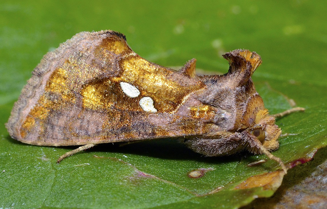 Chrysodeixis chalcites