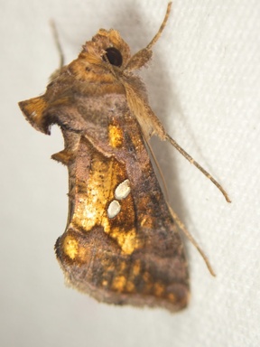 Chrysodeixis chalcites