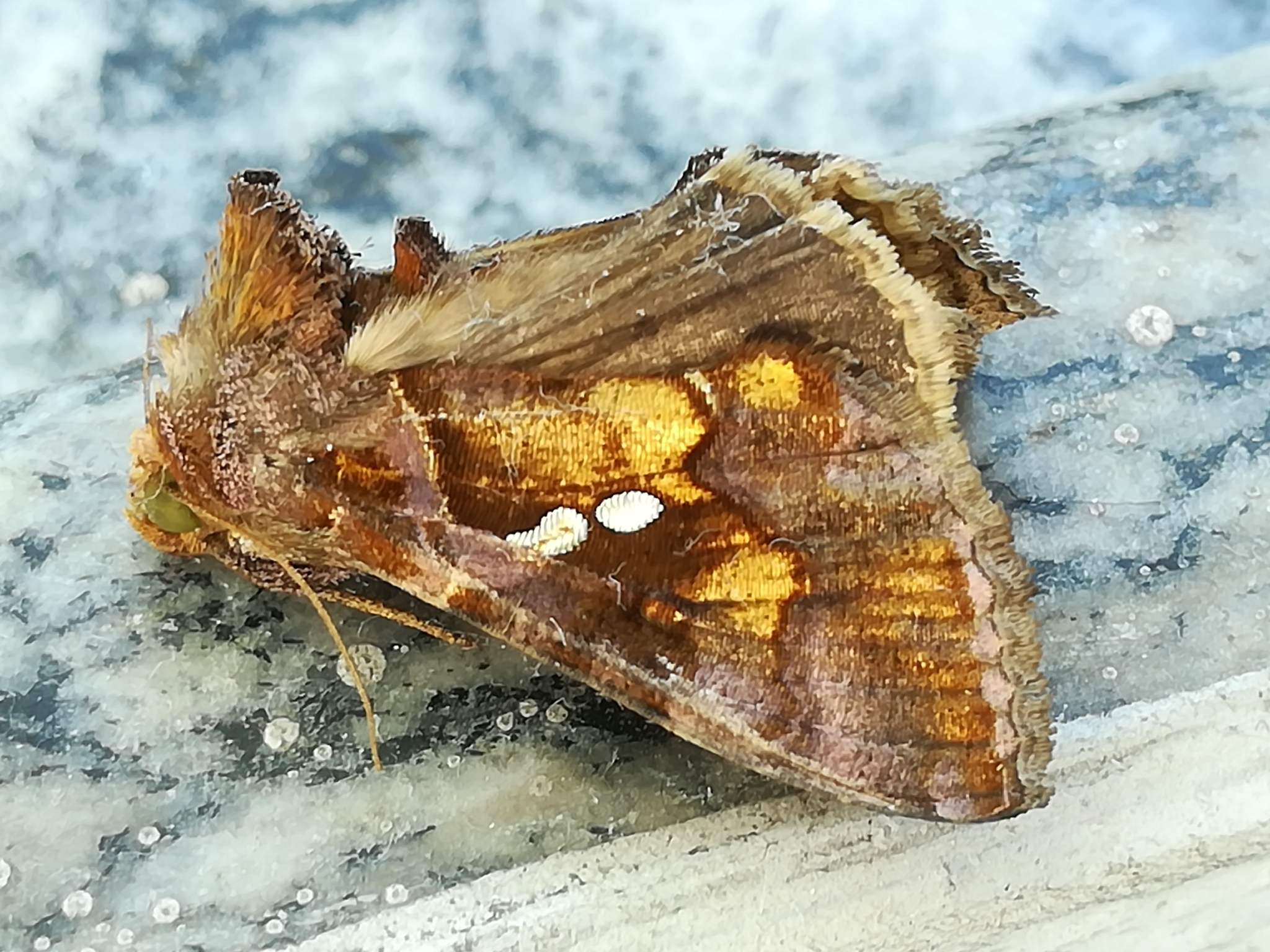 Chrysodeixis chalcites