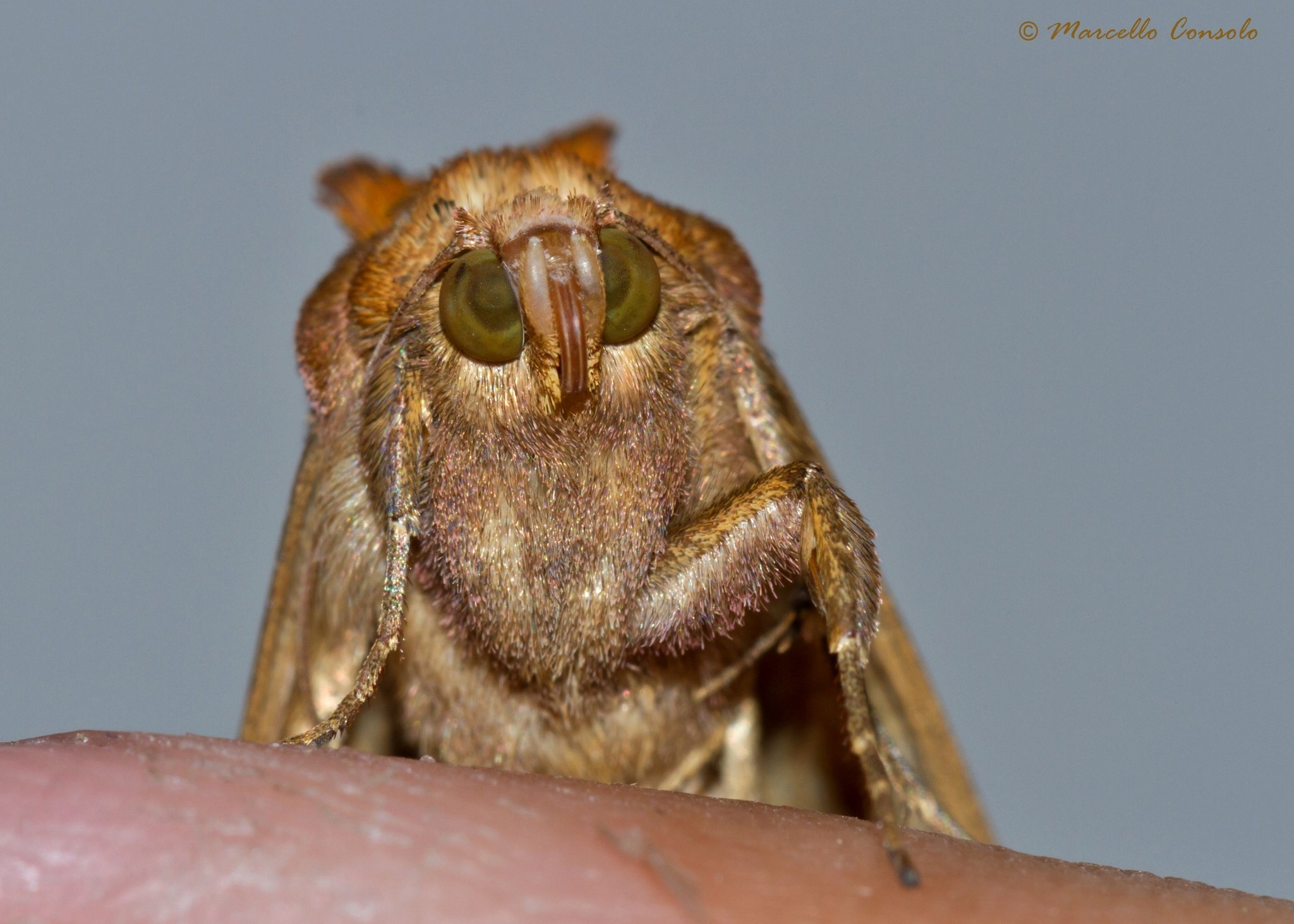 Chrysodeixis chalcites