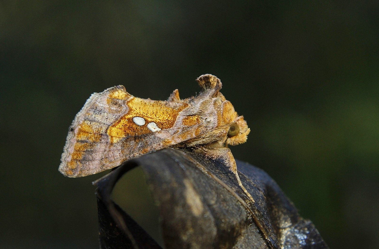 Chrysodeixis chalcites