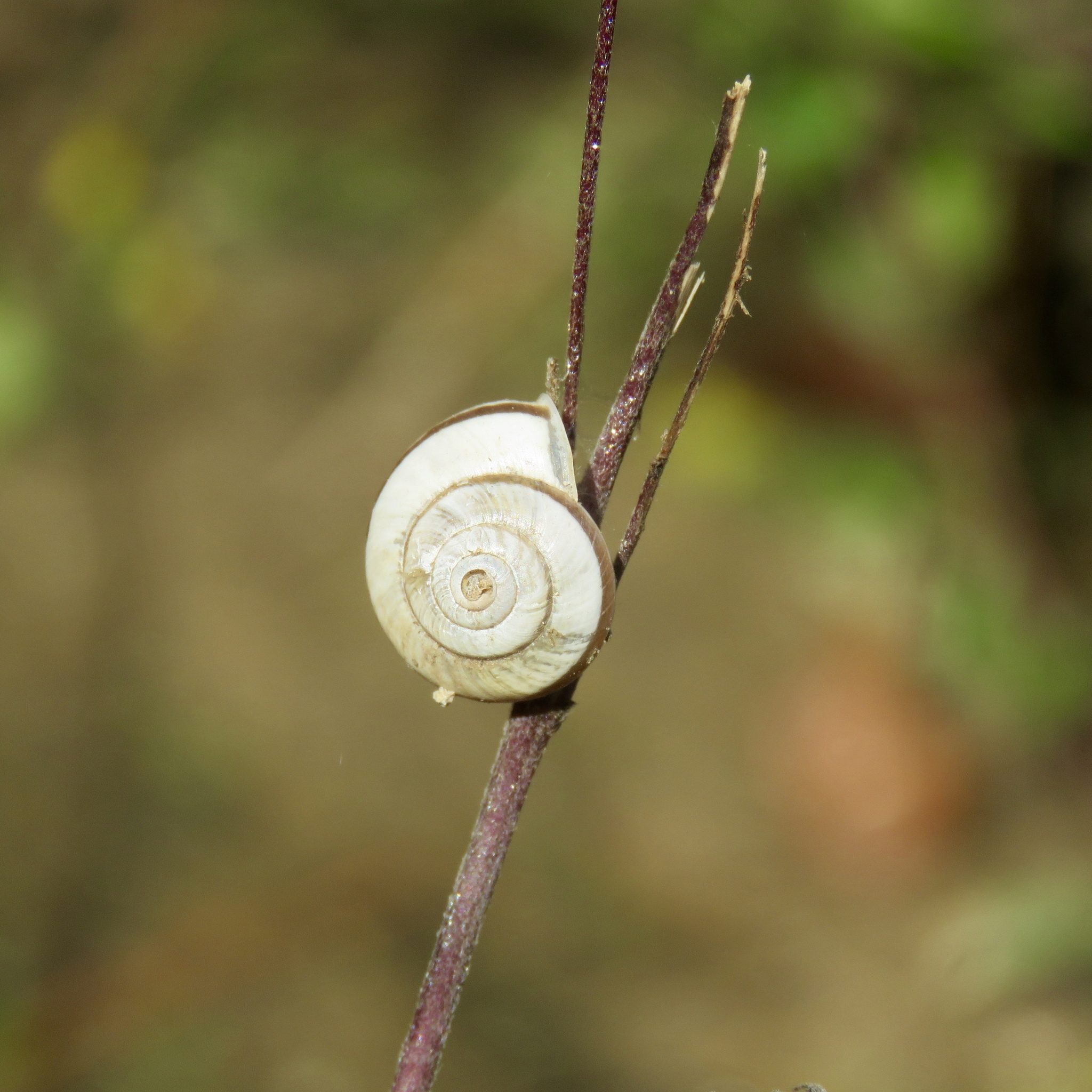 Praticolella