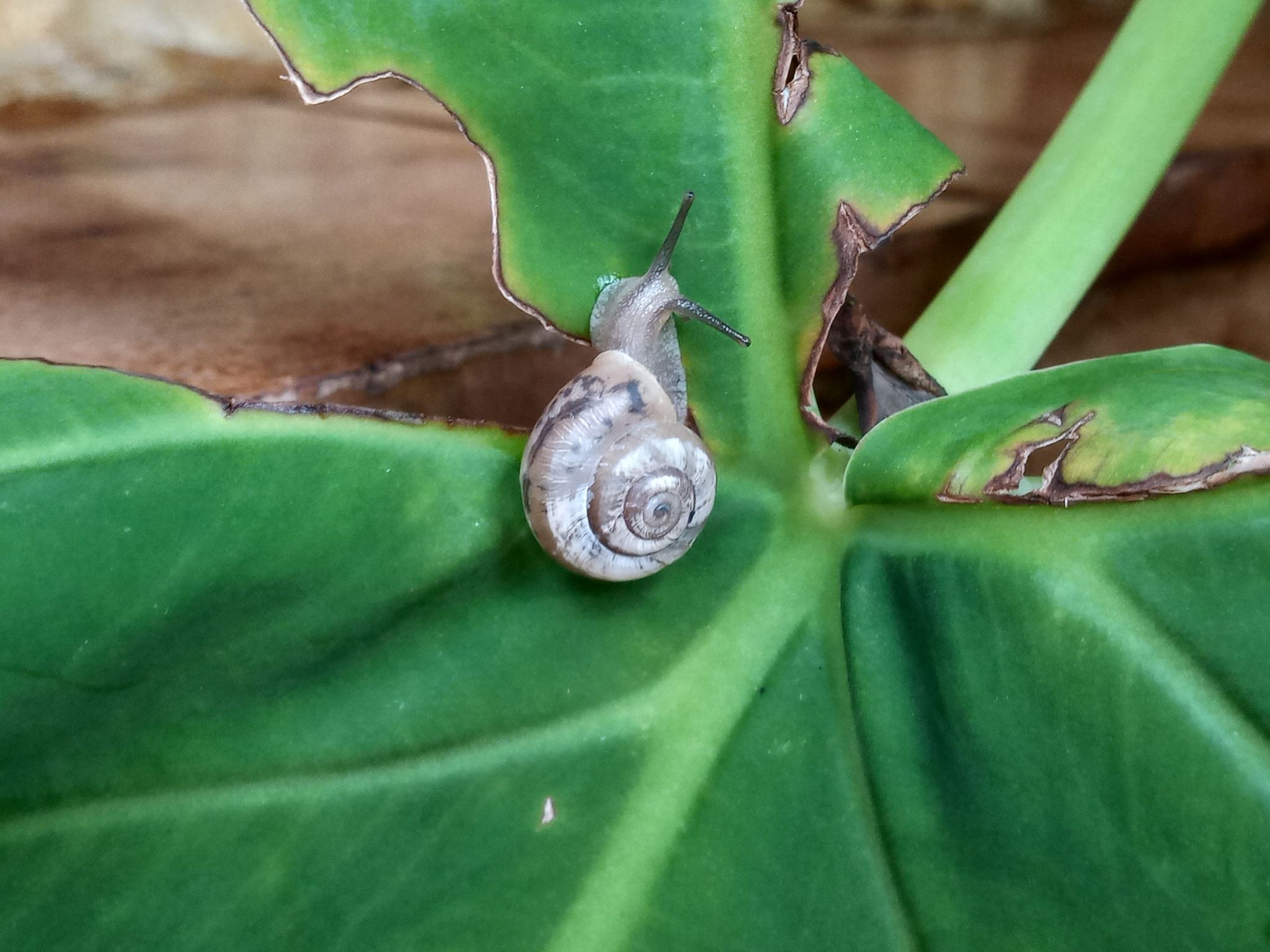 Praticolella