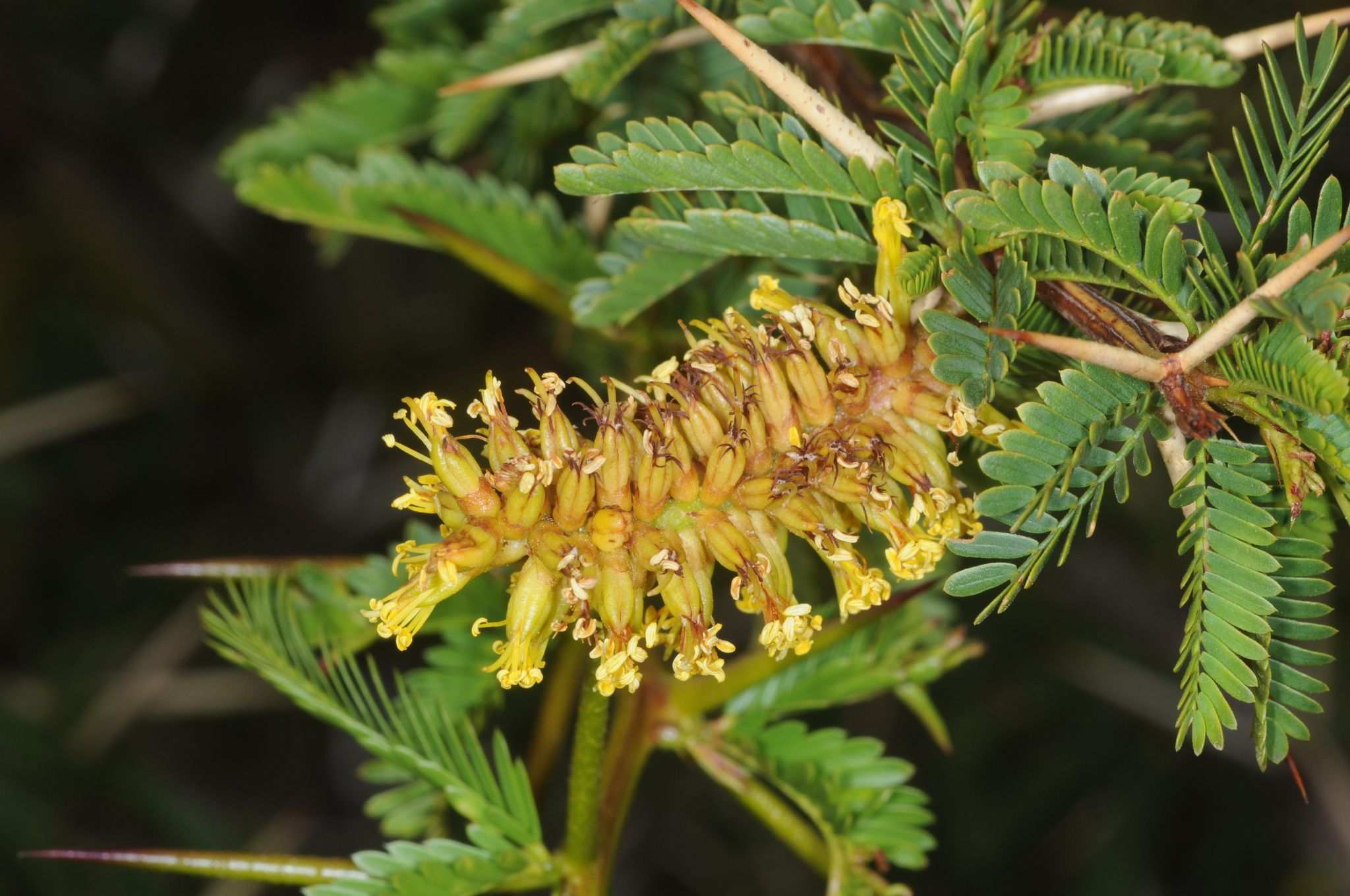 Strombocarpa ferox