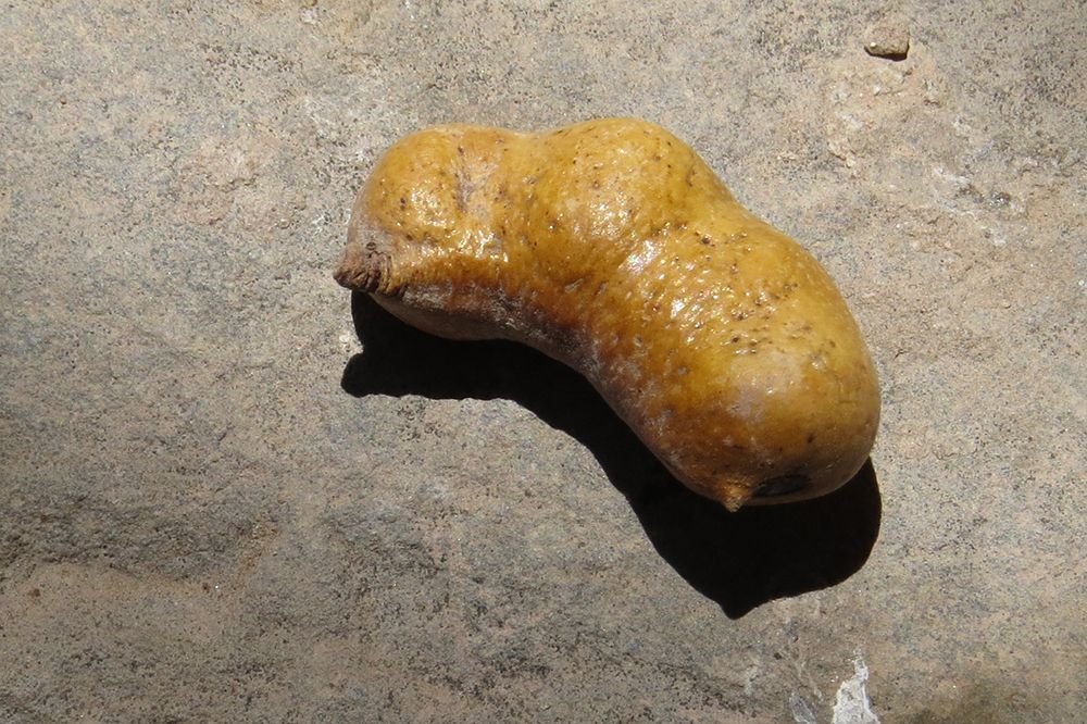 Strombocarpa ferox