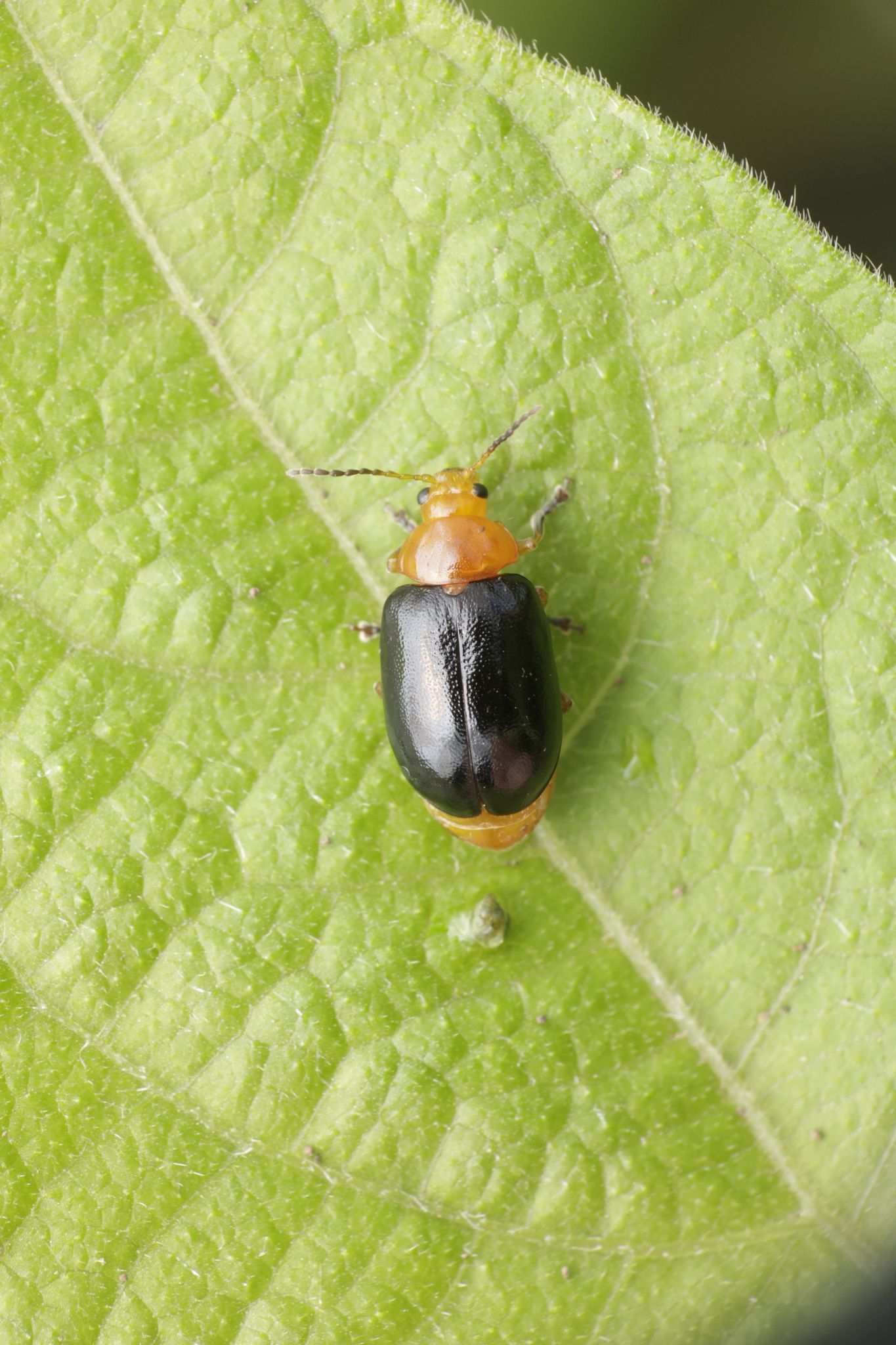 Ootheca mutabilis