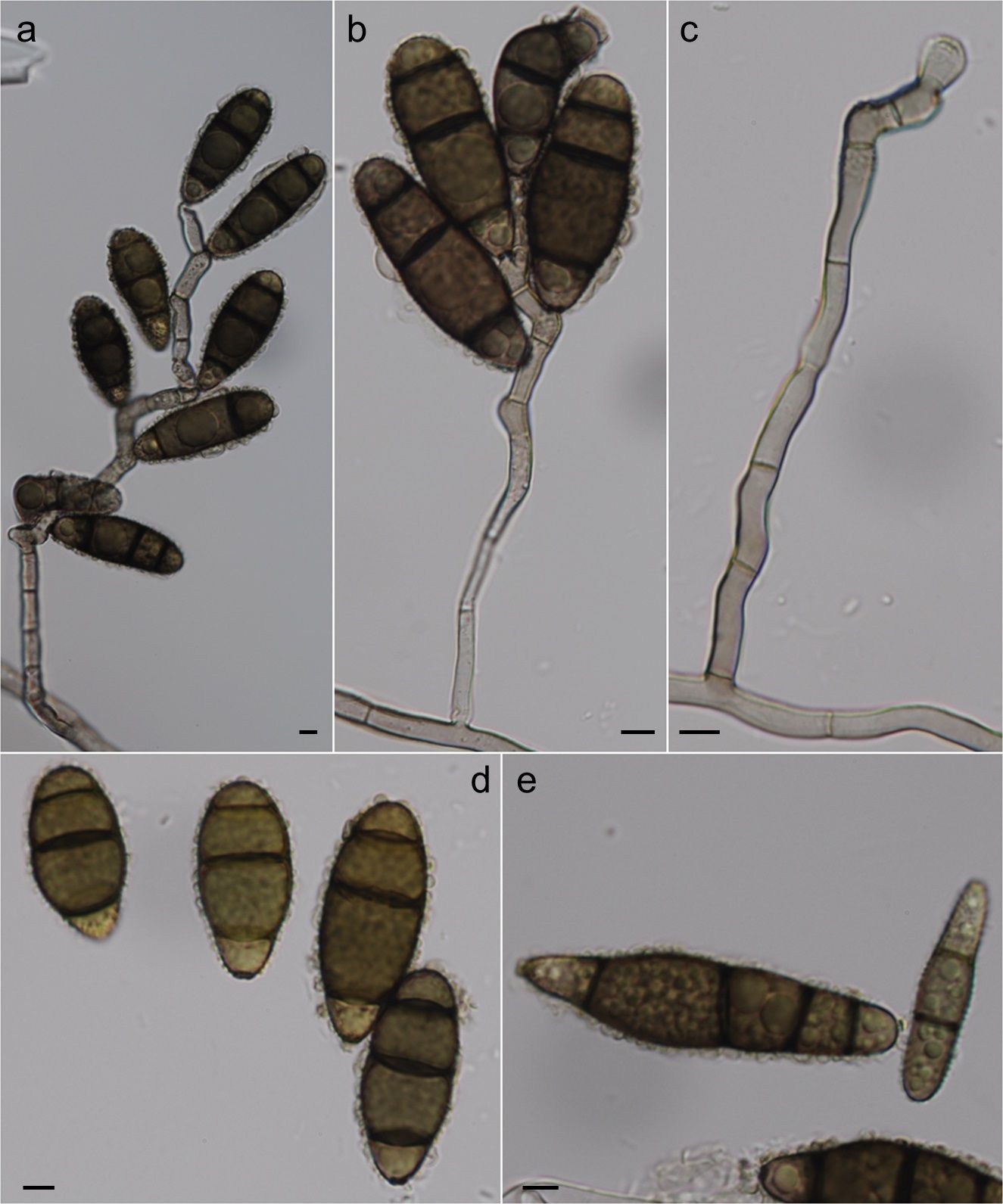 Curvularia tuberculata