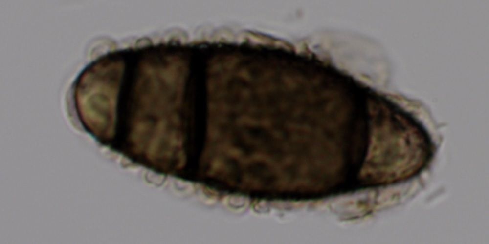 Curvularia tuberculata