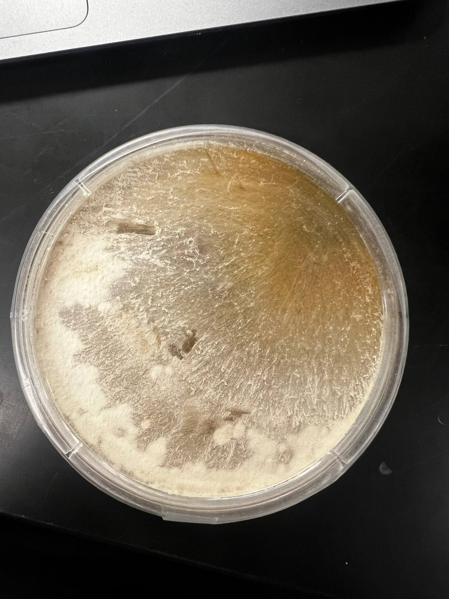 Paecilomyces variotii