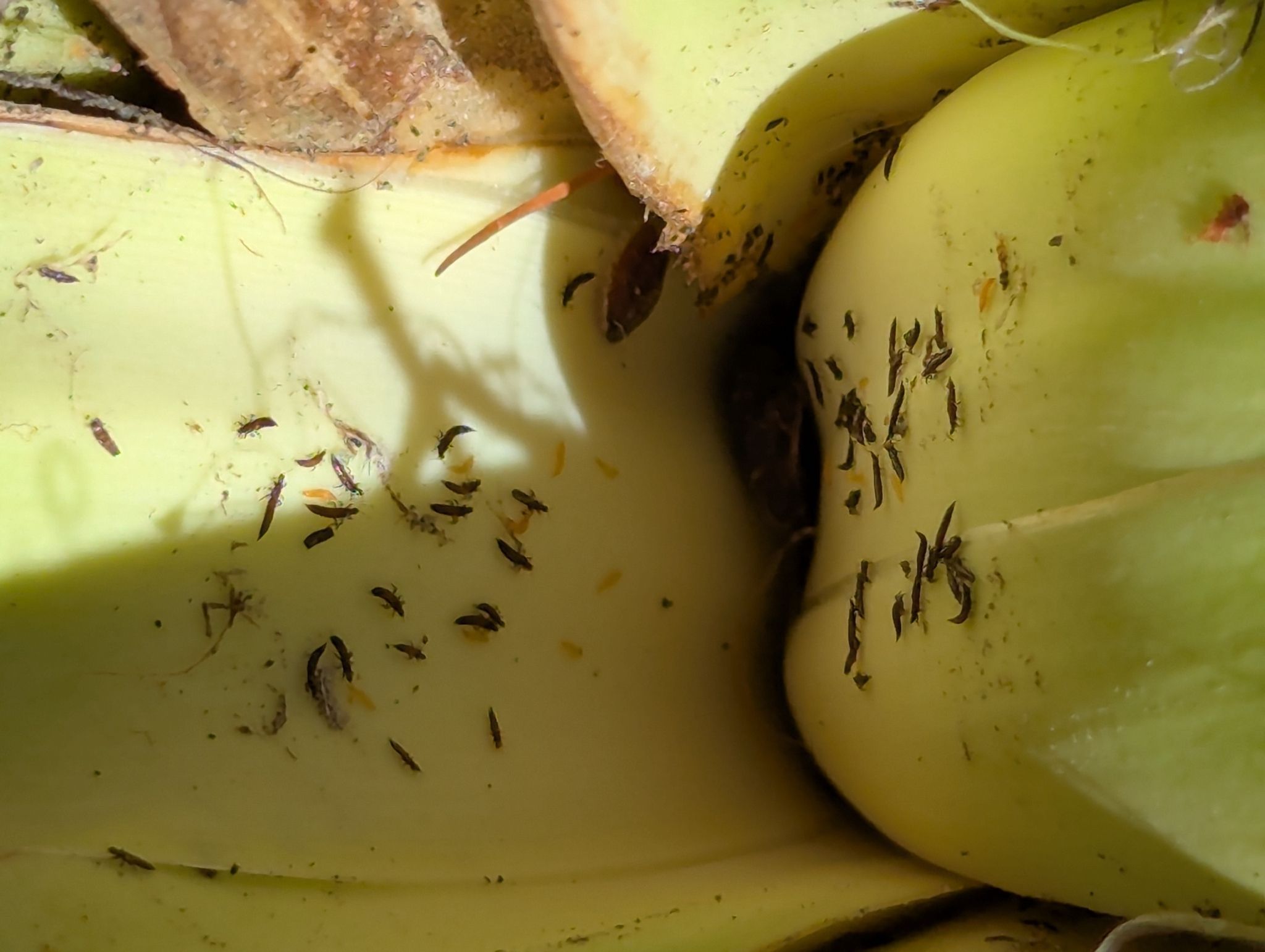 Bagnalliella