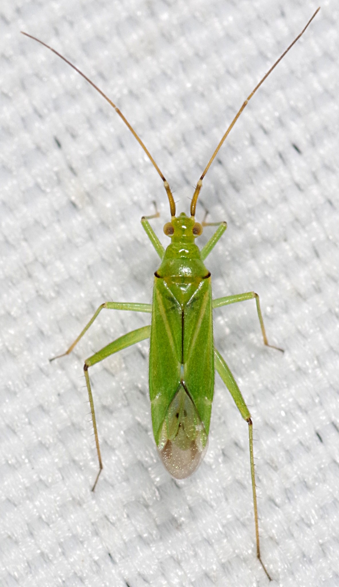 Blepharidopterus