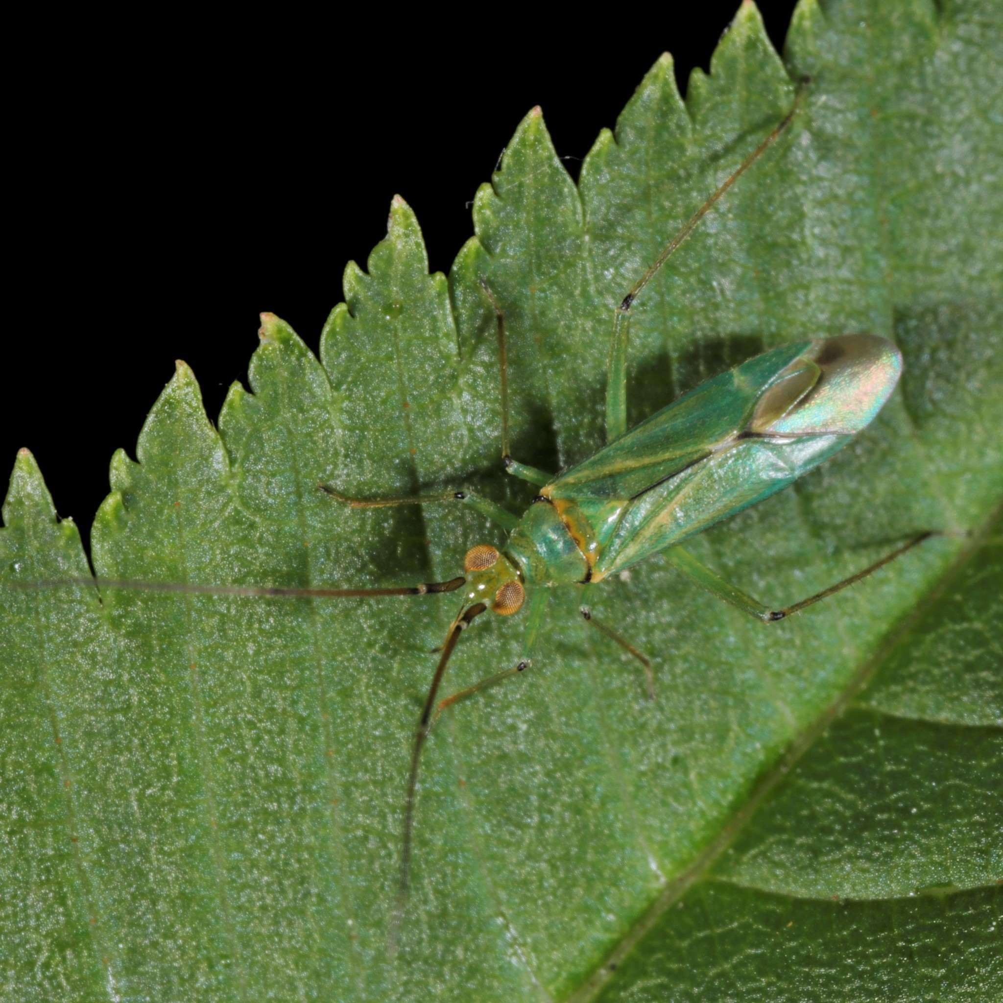 Blepharidopterus