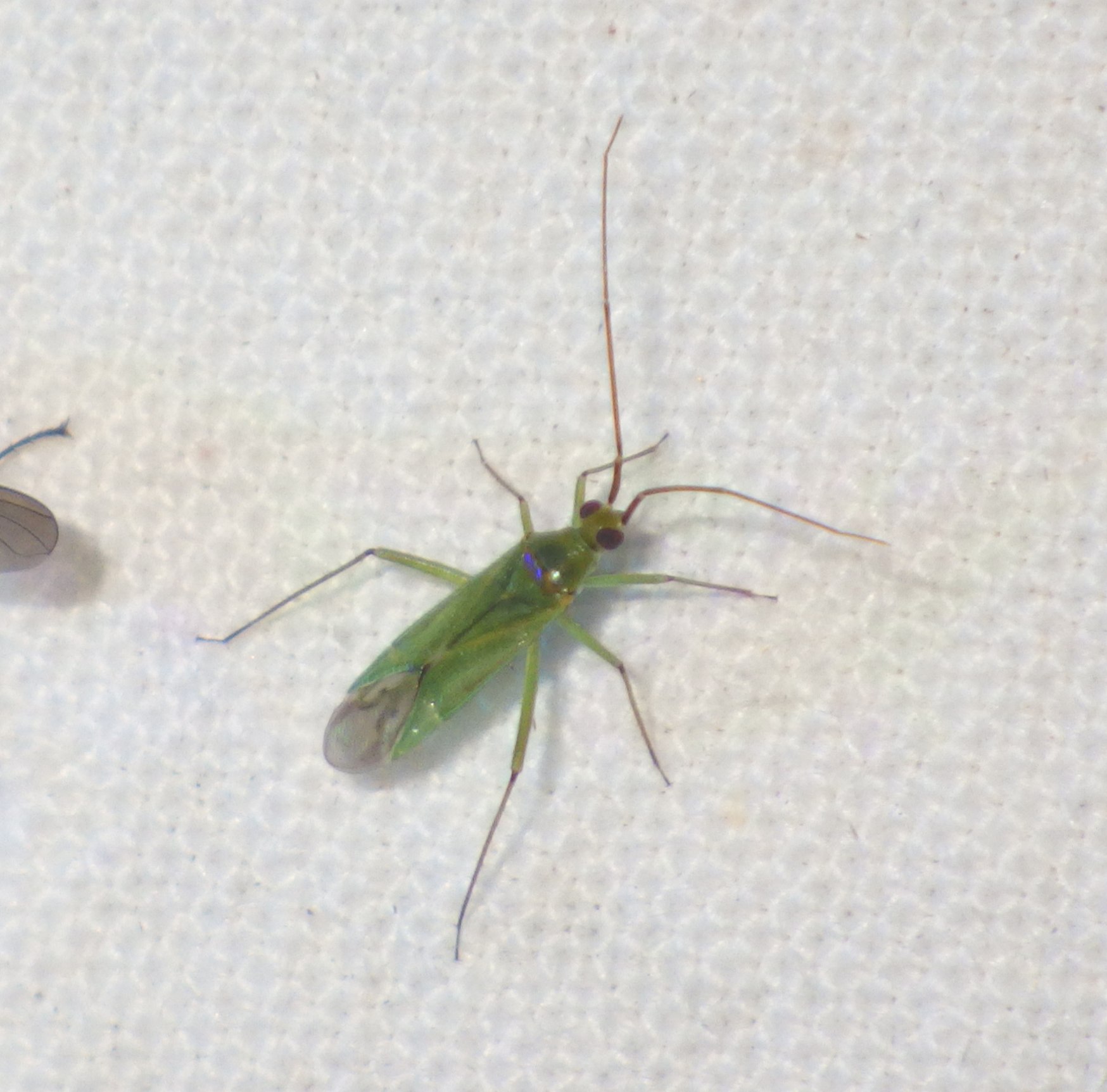 Blepharidopterus