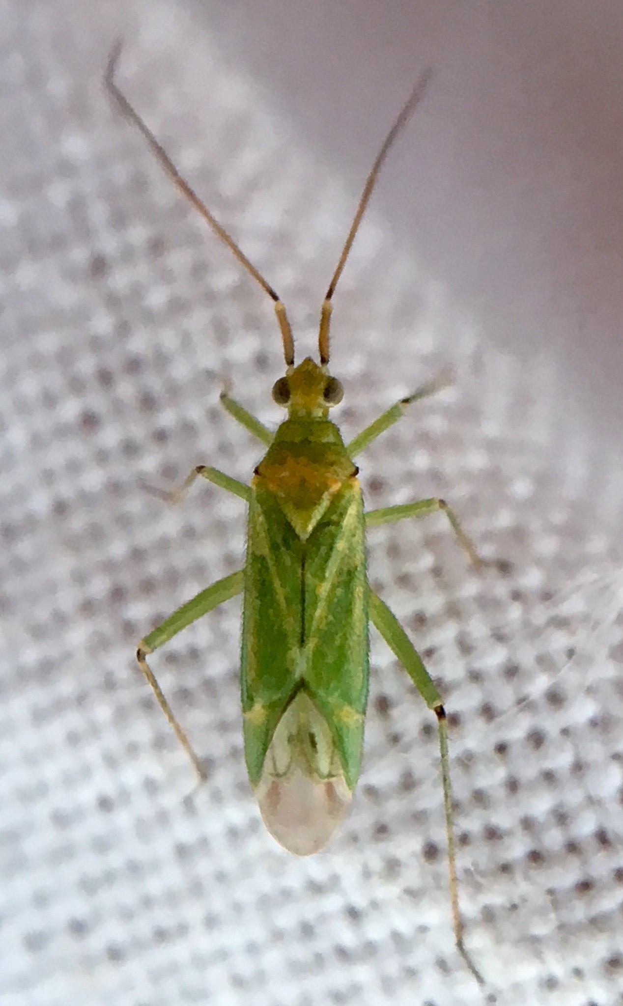 Blepharidopterus