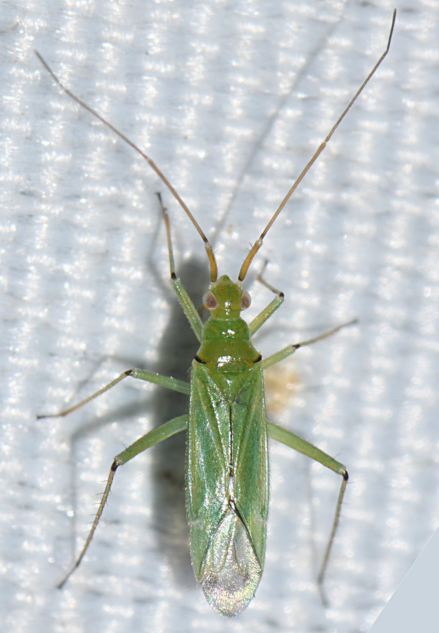 Blepharidopterus