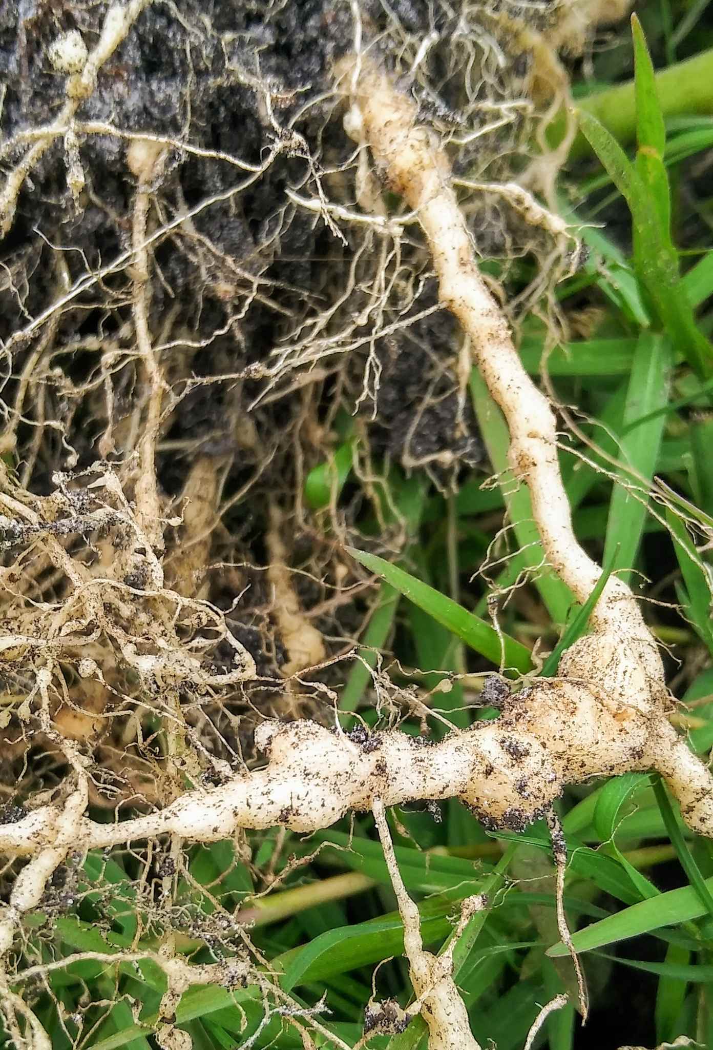 Meloidogyne enterolobii